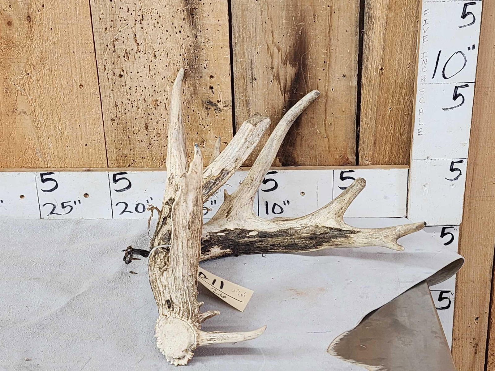 Big Gnarly Nontypical Whitetail Shed Antler (1 of 3)