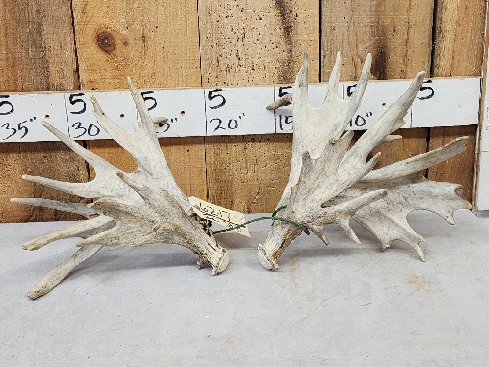 Set Of HEAVY MASS 277" Whitetail Shed Antlers (1 of 11)