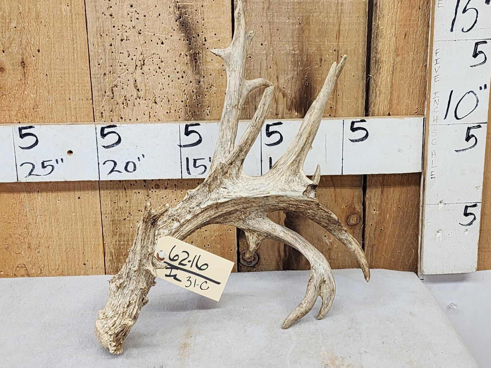 106" Whitetail Shed Antler: 62.16 Cool piece