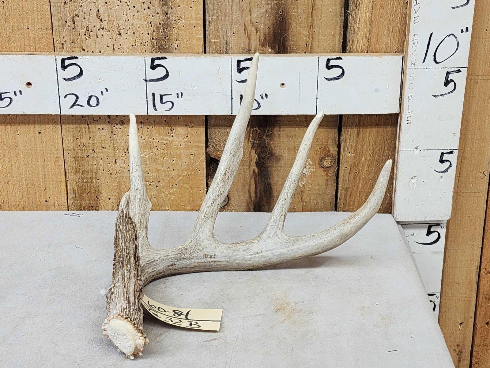 70" Class Whitetail Shed Antler (1 of 5)