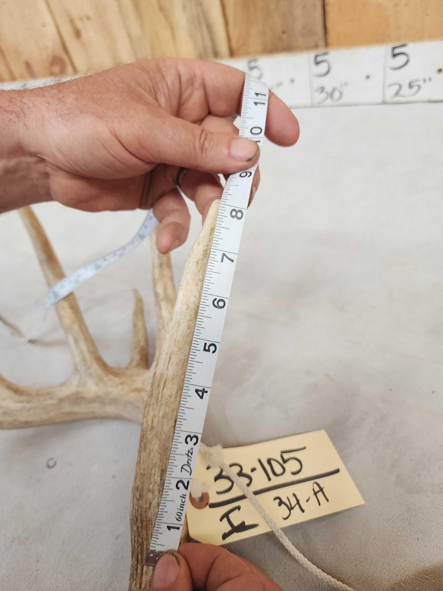 Main Frame 5x5 Whitetail Shed Antlers (1 of 4)
