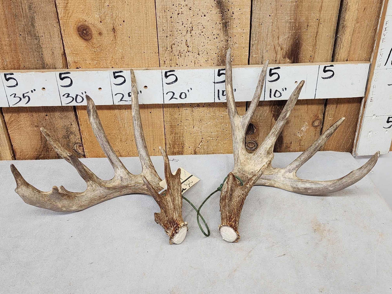 Set Of 194" Whitetail Shed Antlers (1 of 5)