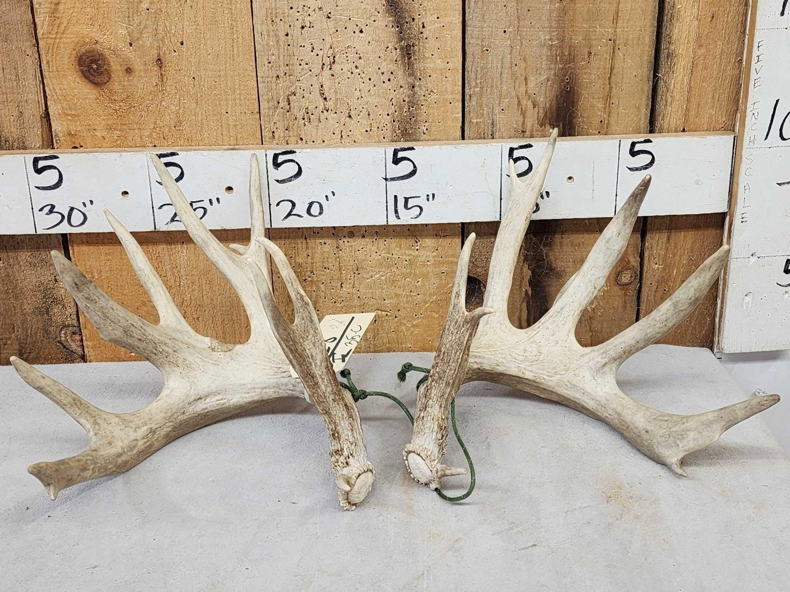 Set Of 200" Whitetail Shed Antlers: 62.8 Heavy mass main beams tall brows great look score with spread credit
