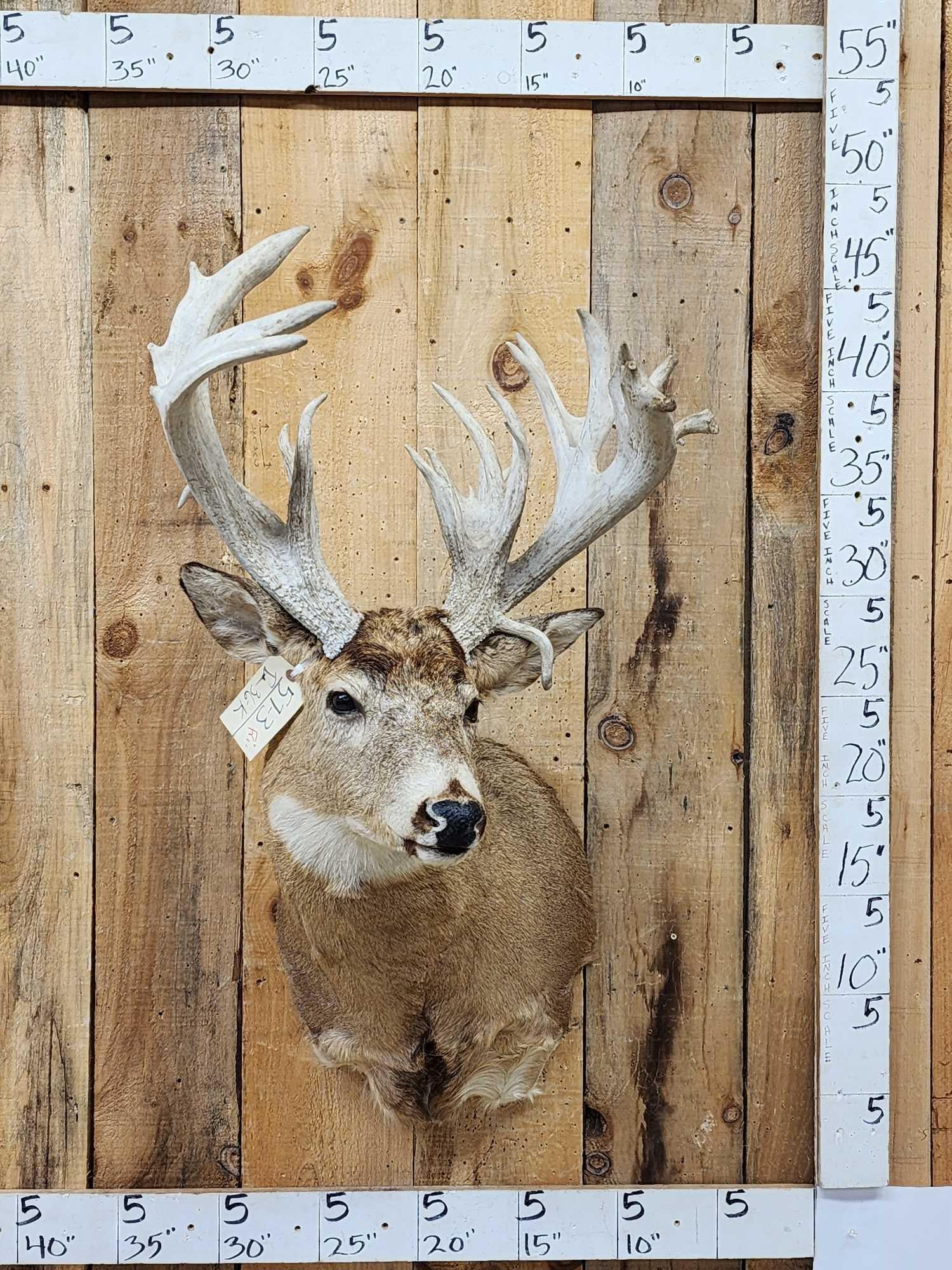 BIG Nontypical Whitetail Shoulder Mount Taxidermy (1 of 7)