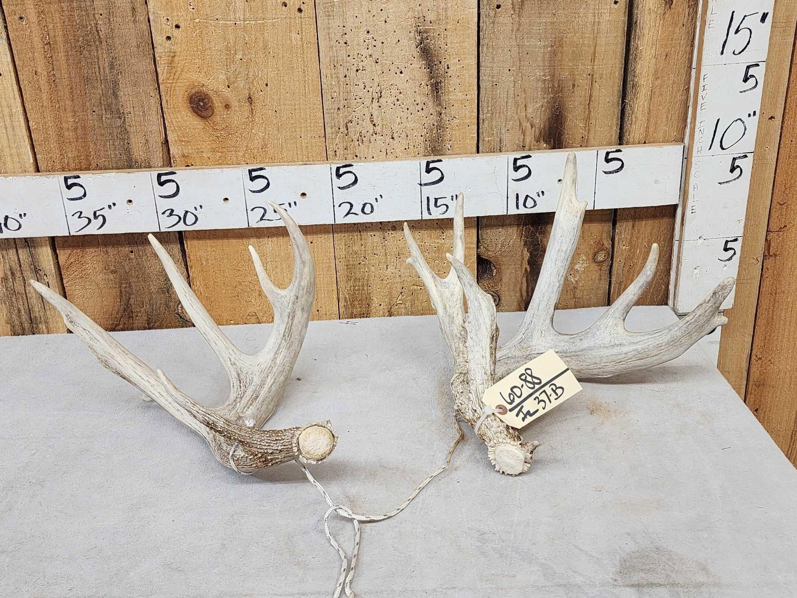 2 Whitetail Shed Antlers: 60.88 Both left sides good mass