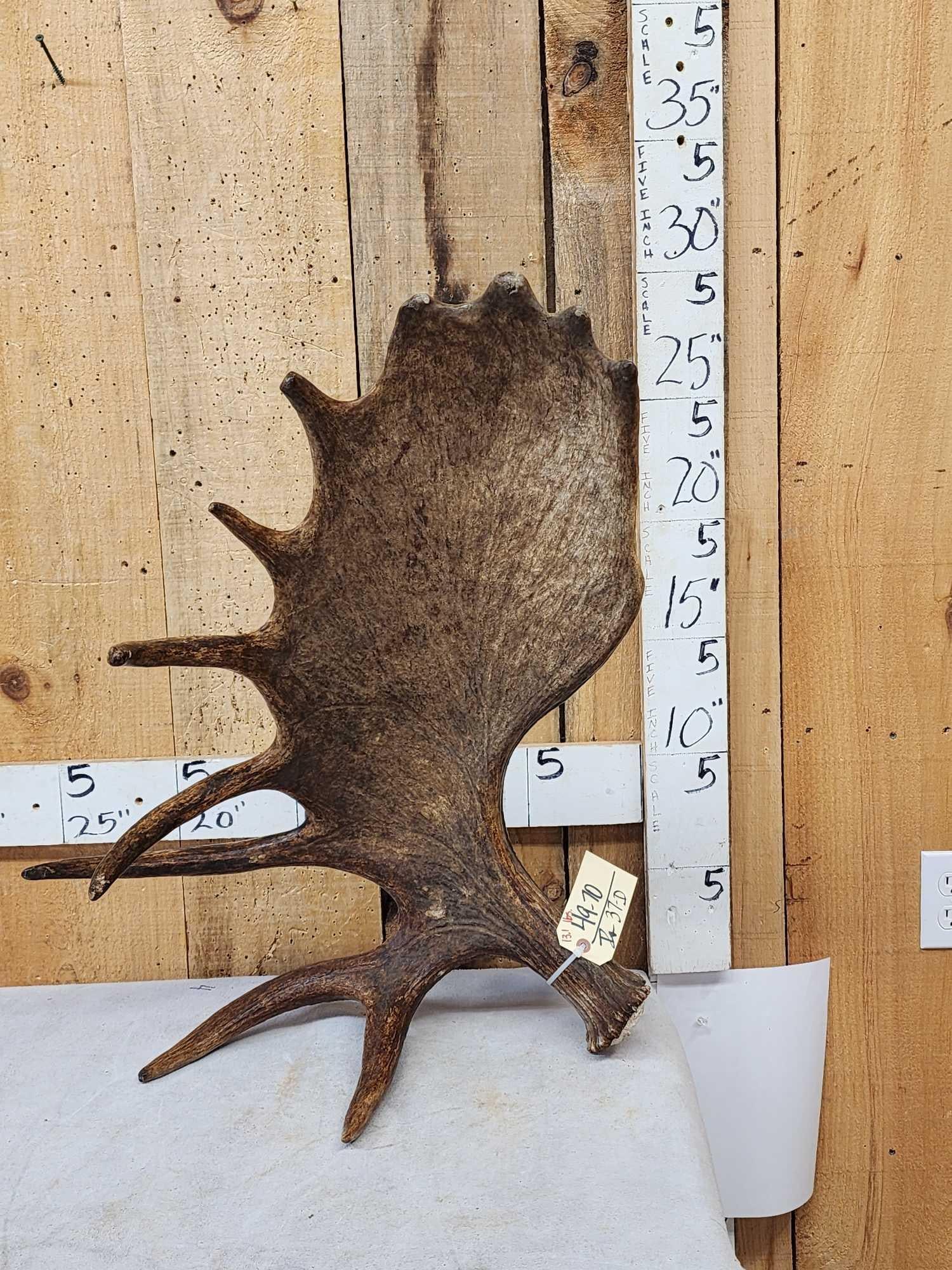 Spectacular 13.1 Lbs Self Standing Alaskan Moose Shed Antler: 49.70 Awesome color front back great look