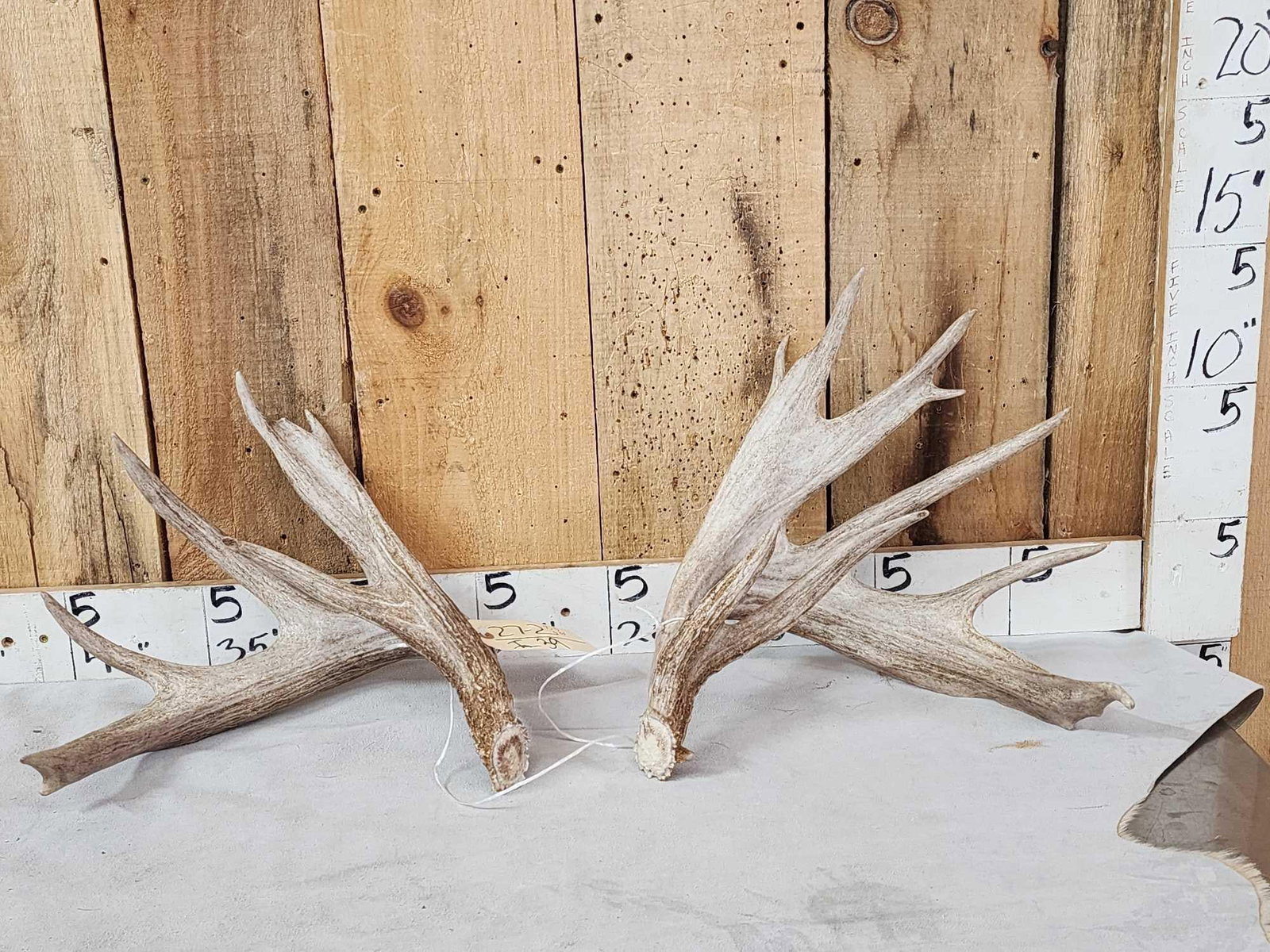 Heavy Mass Set Of Main Frame 5x5 Whitetail Shed Antlers (1 of 8)