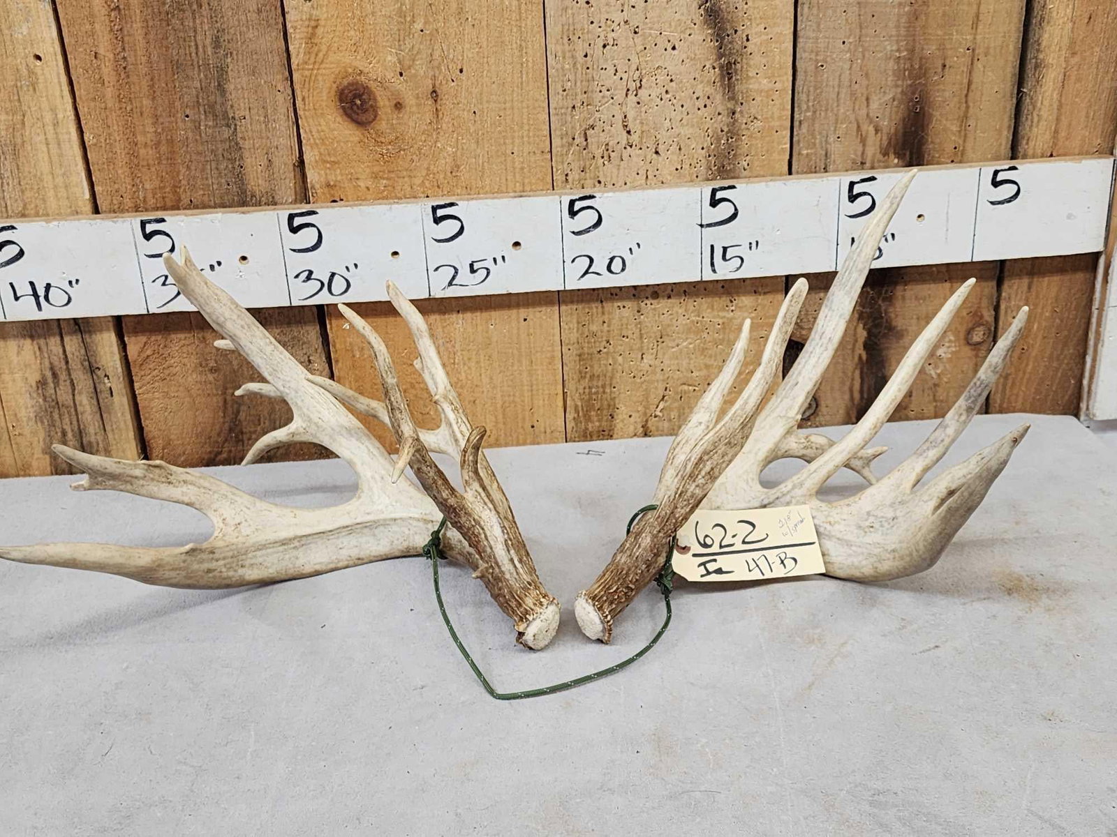 Set Of 218" Whitetail Shed Antlers: 62.2 Goos color tall clustered brows with flyers score with spread credit