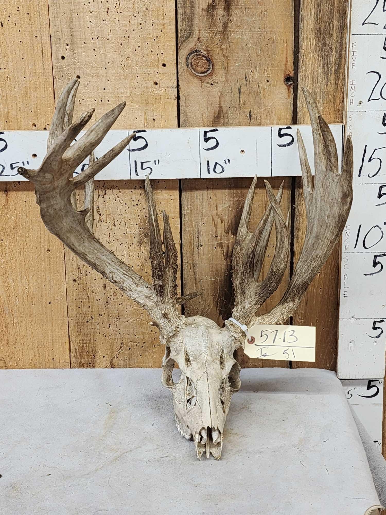 Big Freak Nontypical Whitetail Antlers On Skull: 57.13 Great color for a preserve Deer huge clustered brows Palmated main beams