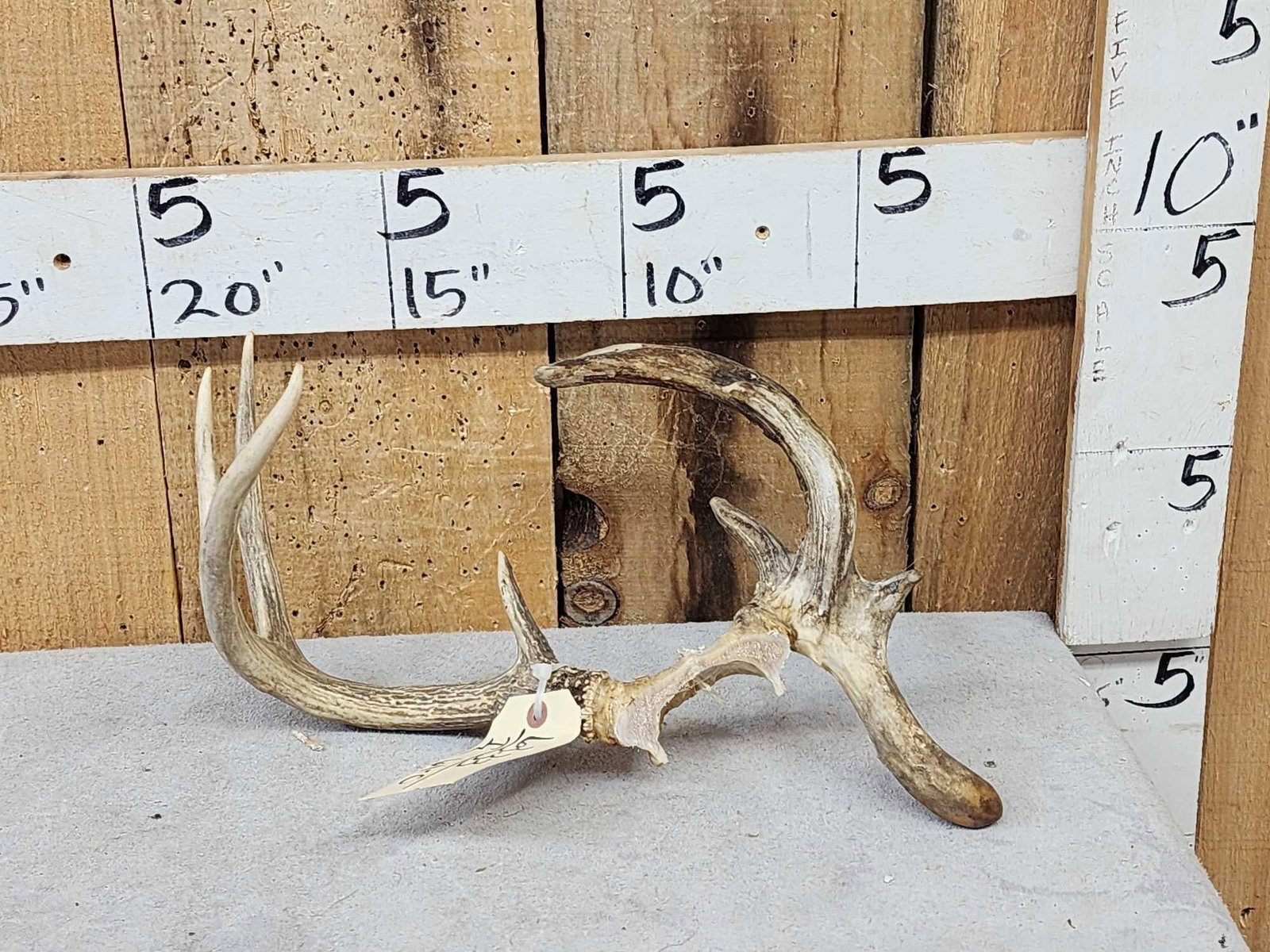 Freak Nontypical Whitetail Antlers On Skull Plate (1 of 5)