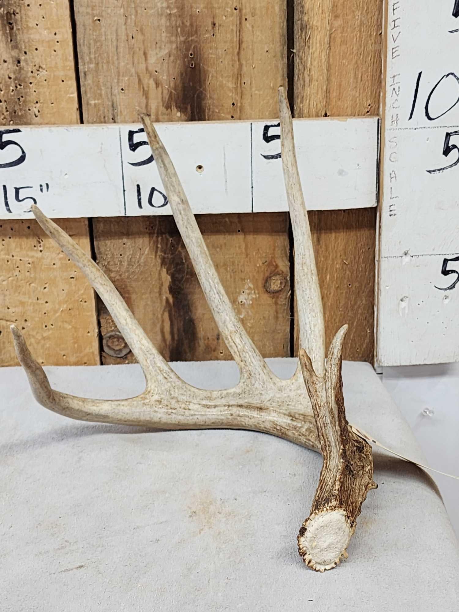 82 7/8" Wild Kansas Whitetail Shed Antler: 65.13 Good color nice typical shed net score 81 1/8"