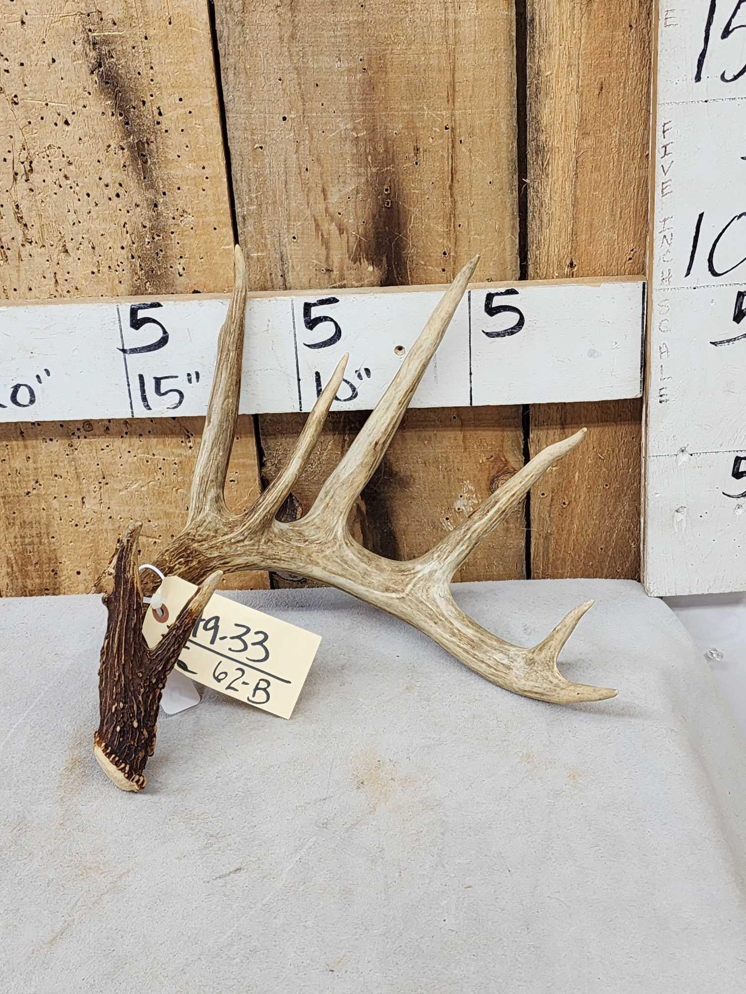 83" Wild Whitetail Shed Antler: 49.33 Awesome color good beading veining no chews
