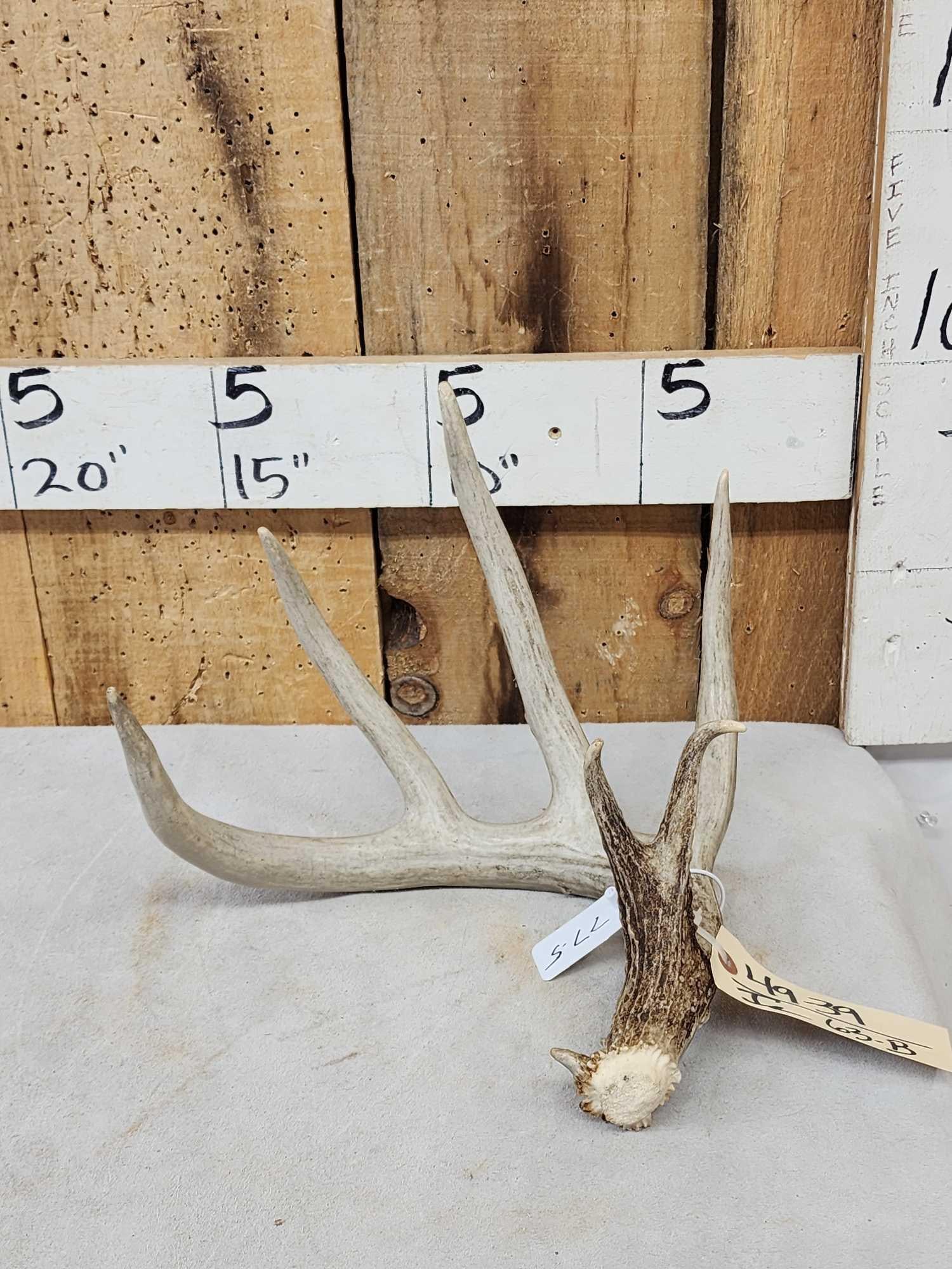 77 5/8" Wild Whitetail Shed Antler (1 of 4)