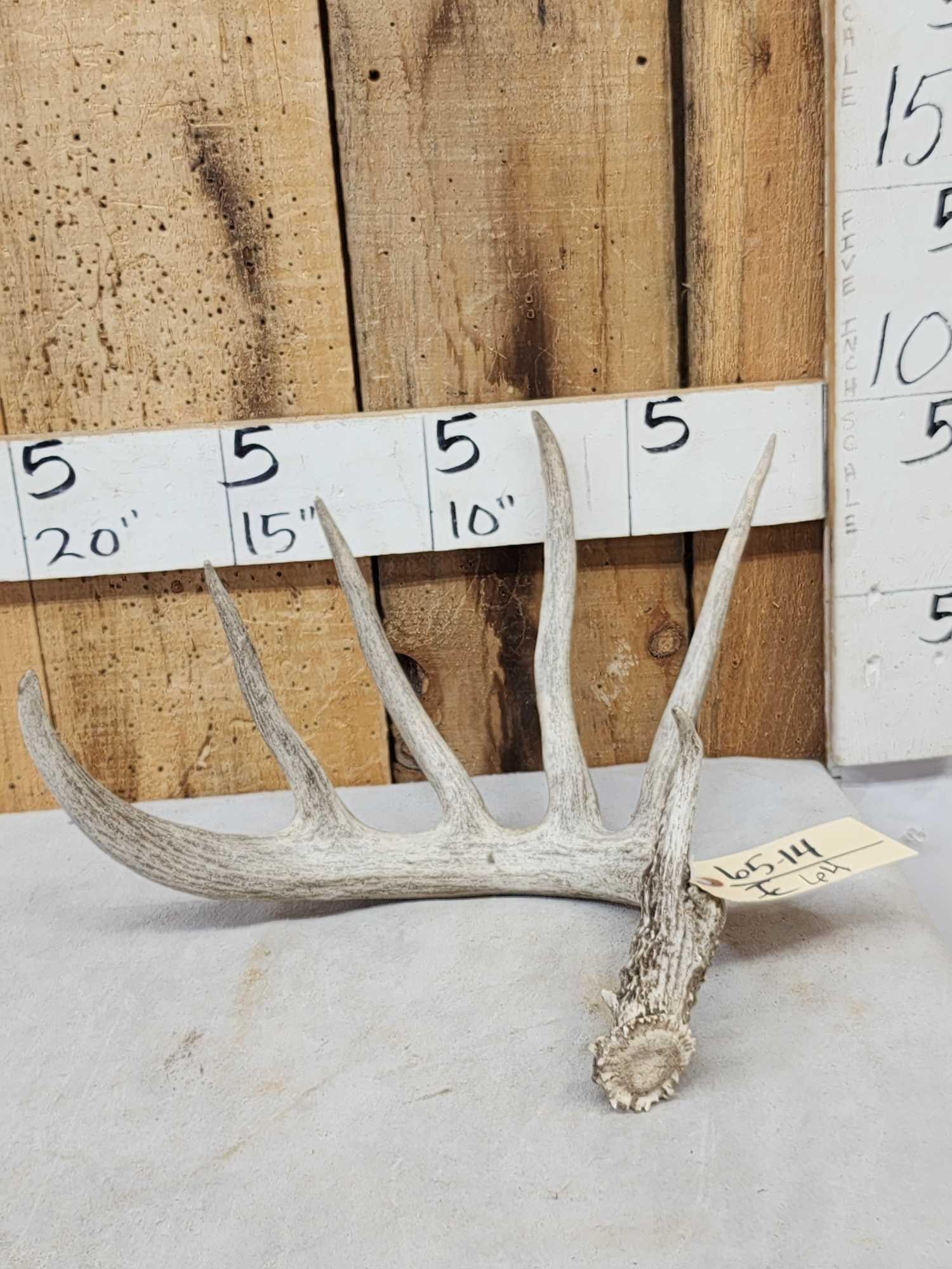 87 5/8" Wild Kansas Whitetail Shed Antler (1 of 4)