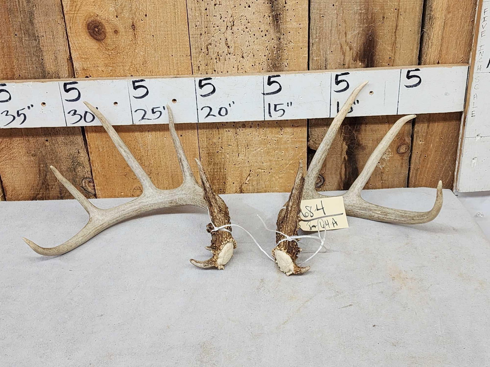 Nice Set Of 4x5 Wild Whitetail Shed Antlers: 68.4 Great color no chews