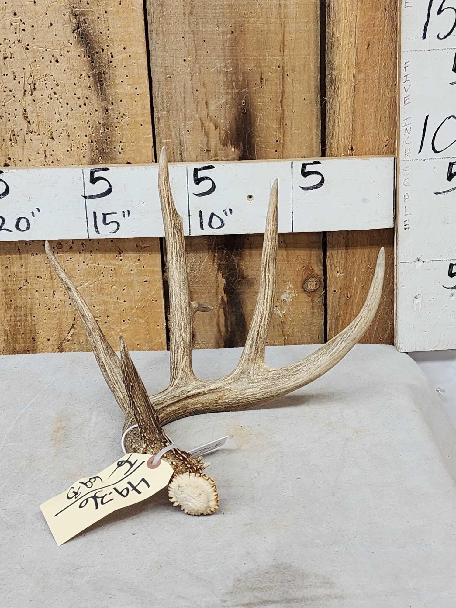 77 6/8" Wild Whitetail Shed Antler (1 of 4)