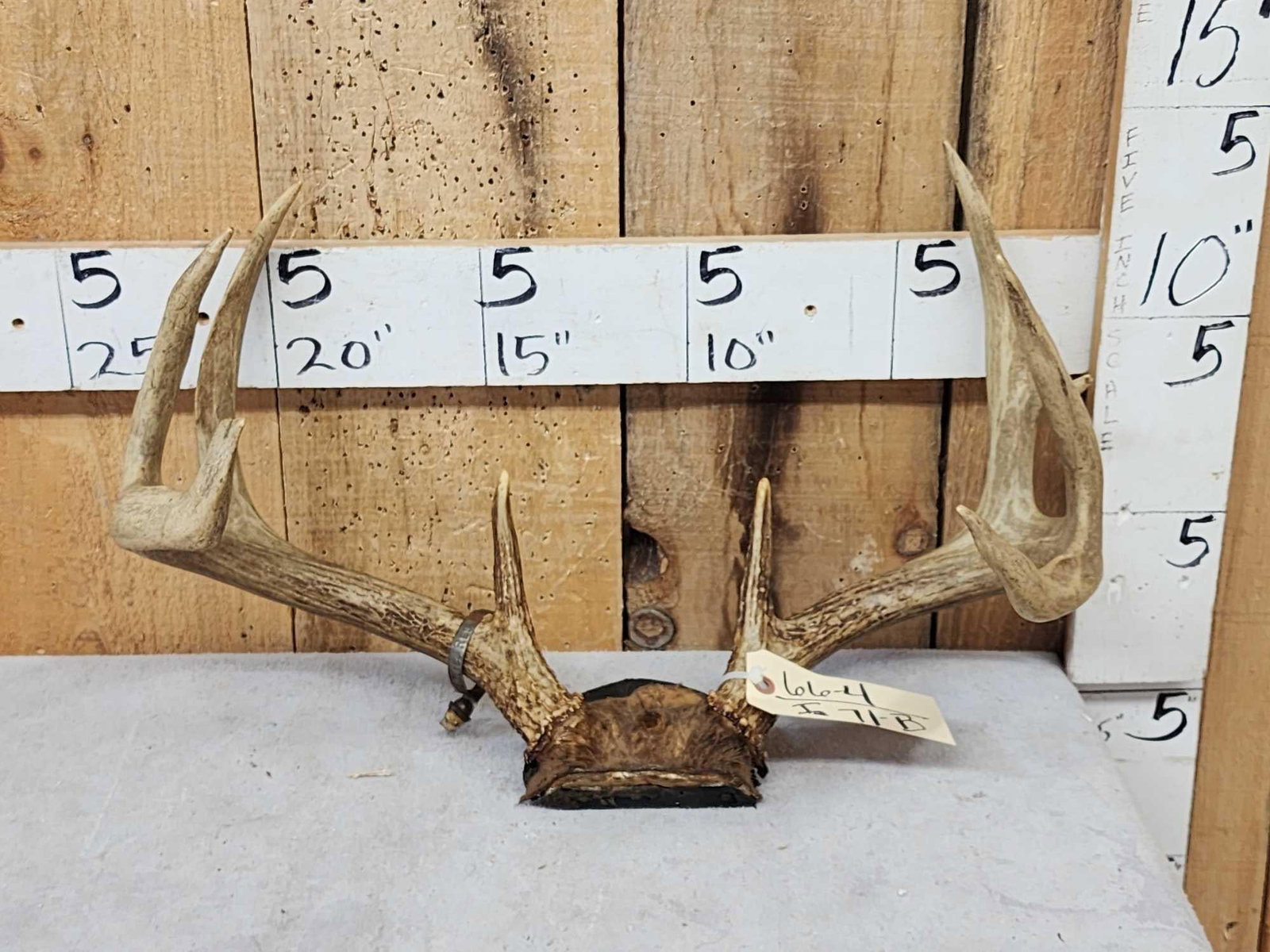 Vintage 4x4 Whitetail Antlers On Skull Plate: 66.4 Good patina 1956 Wisconsin metal tag
