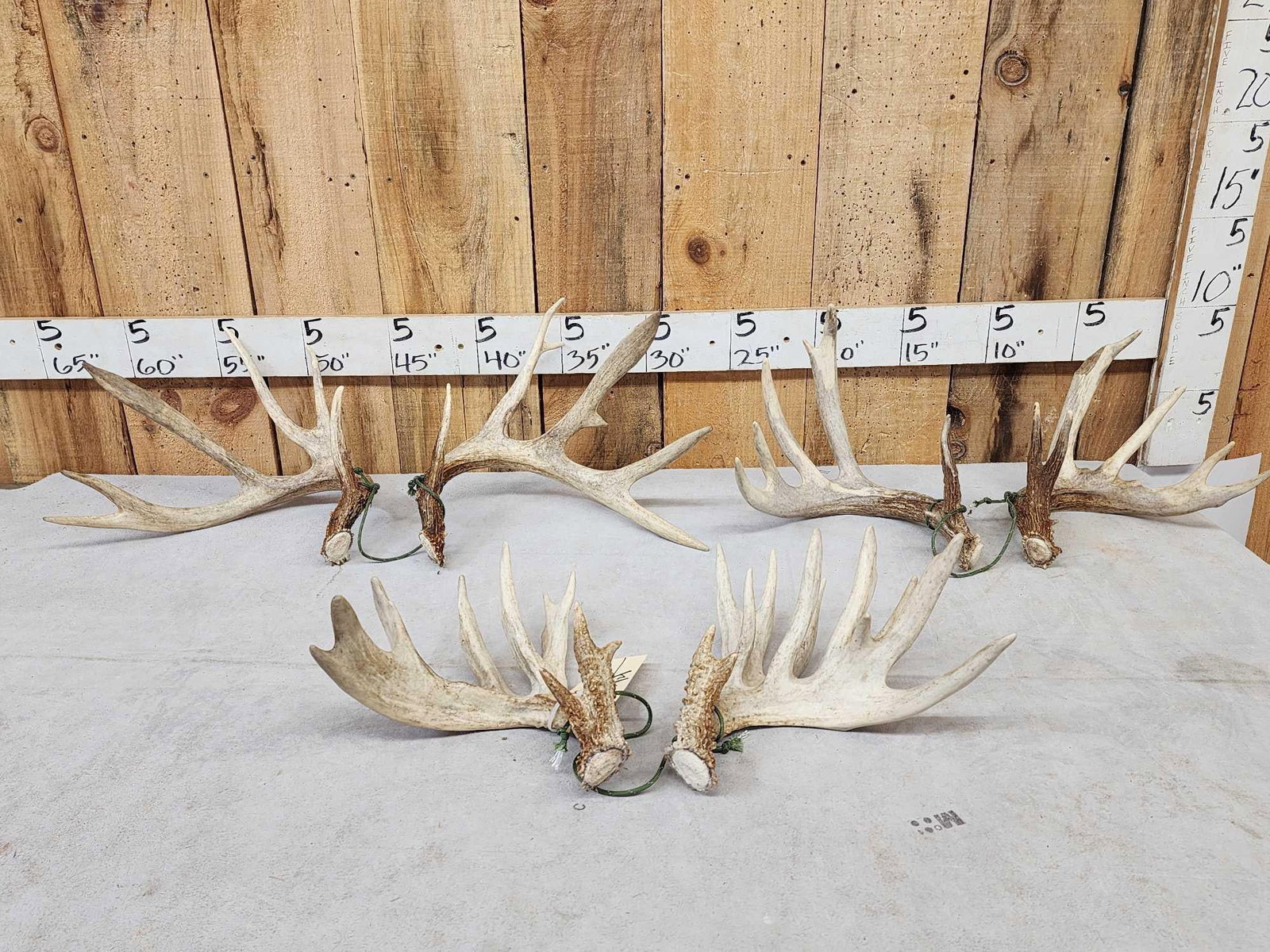 3 Sets Of Whitetail Shed Antlers (1 of 8)