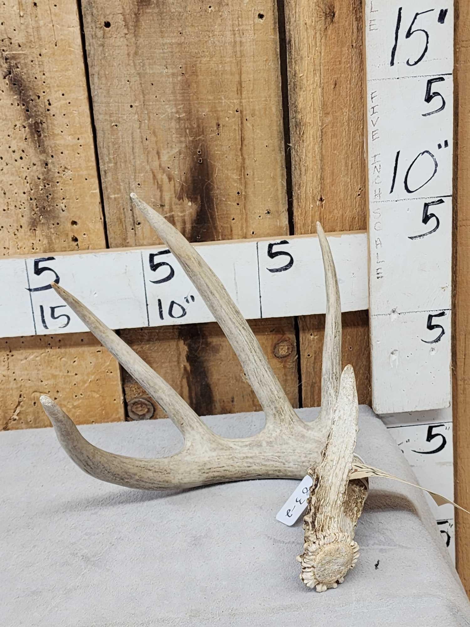 83 2/8" Wild Whitetail Shed Antler: 49.45 Good mass great look