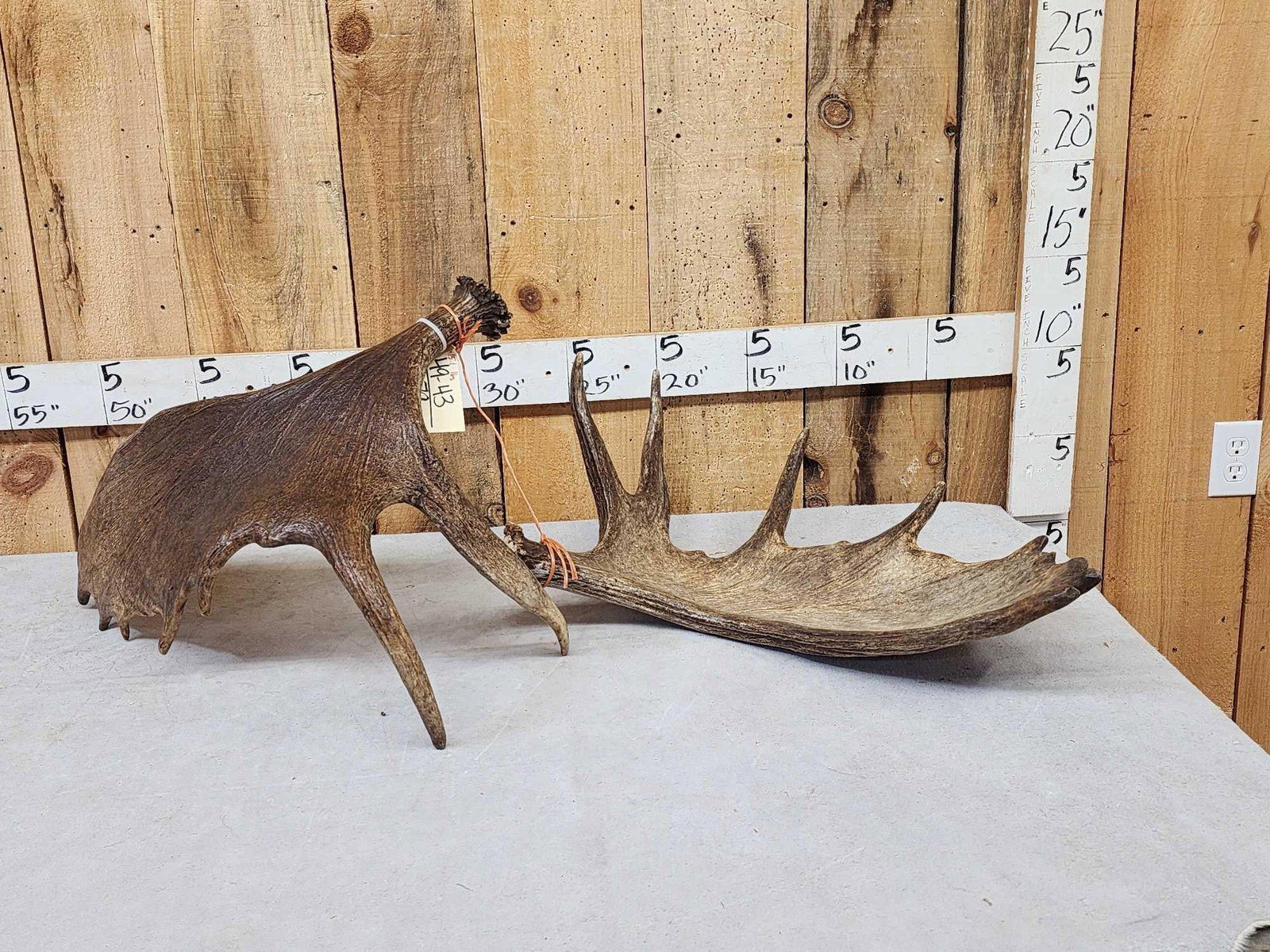 15.1 Lbs Set Of Alaskan Moose Shed Antlers: 49.43 Great color front back one self stander