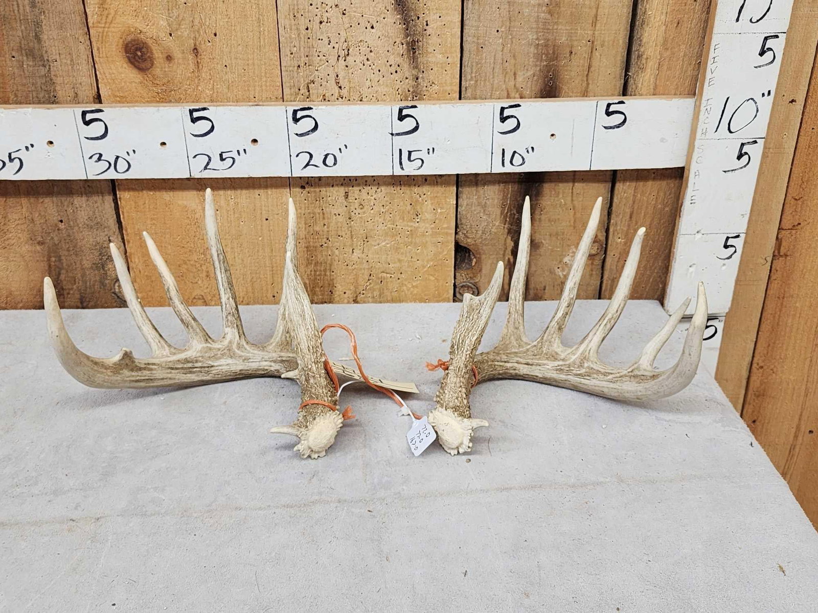 Set Of 6x6 Wild Whitetail Shed Antlers: 49.84 Good color 72" 77" with an 18" spread credit 167" deer