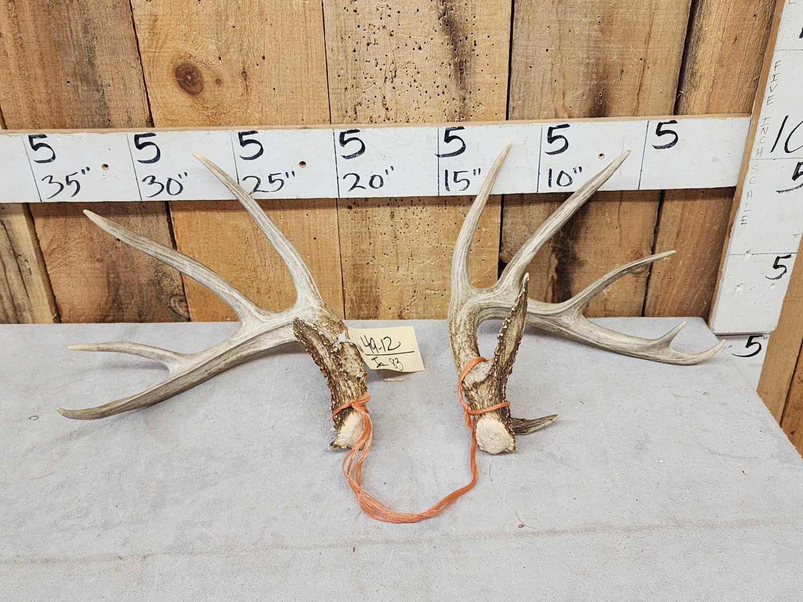 Set Of 5x5 Whitetail Shed Antlers (1 of 6)