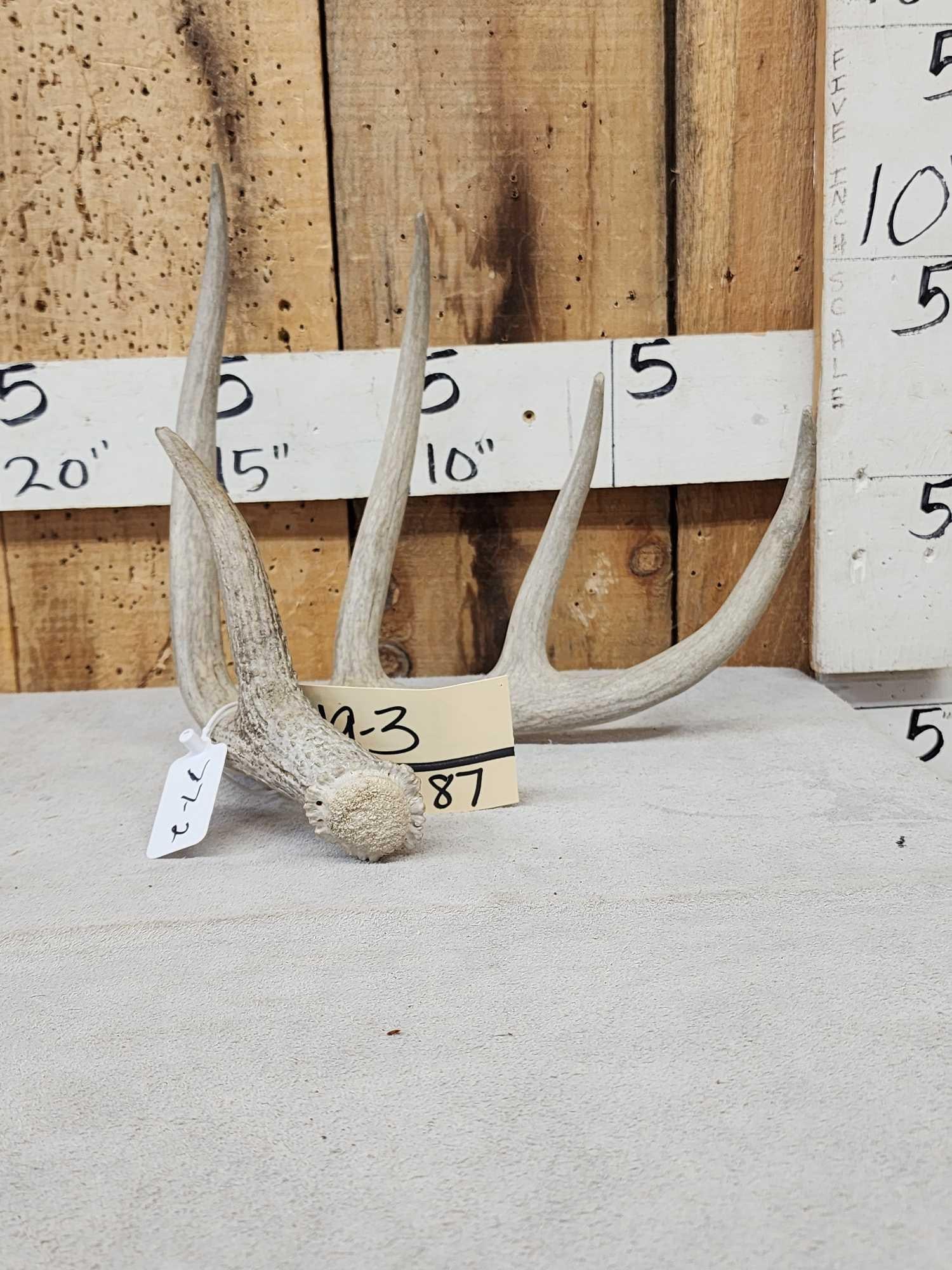 77 2/8" Wild Whitetail Shed Antler (1 of 4)