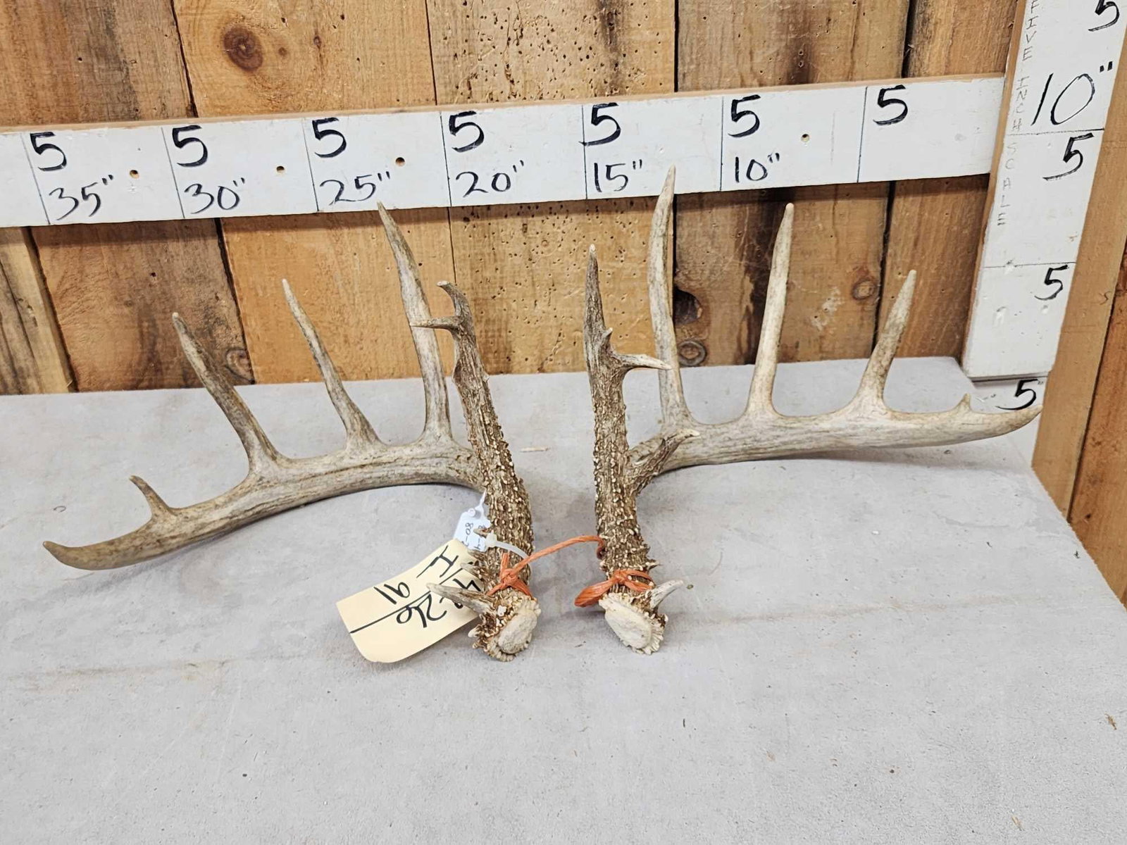 Set Of Wild 6x6 Whitetail Shed Antlers (1 of 8)