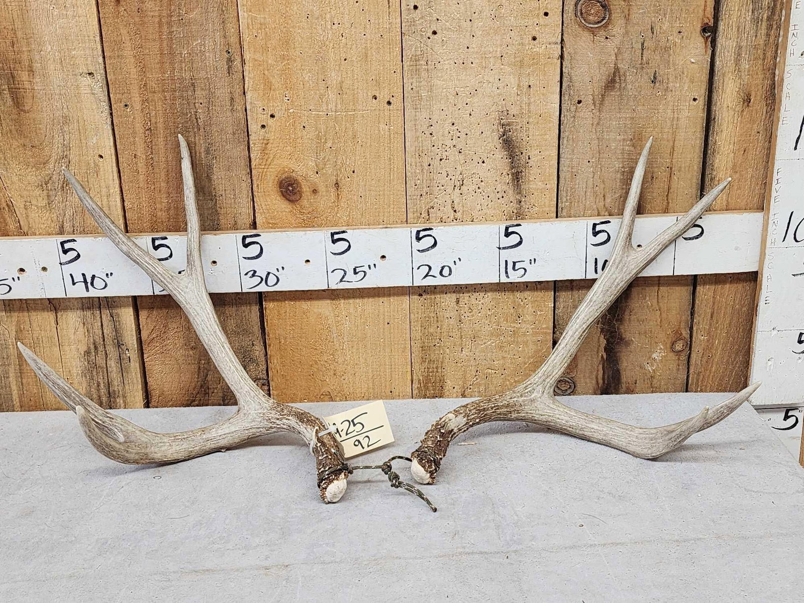 Set Of 5x5 Mule Deer Shed Antlers: 49.25 Great color