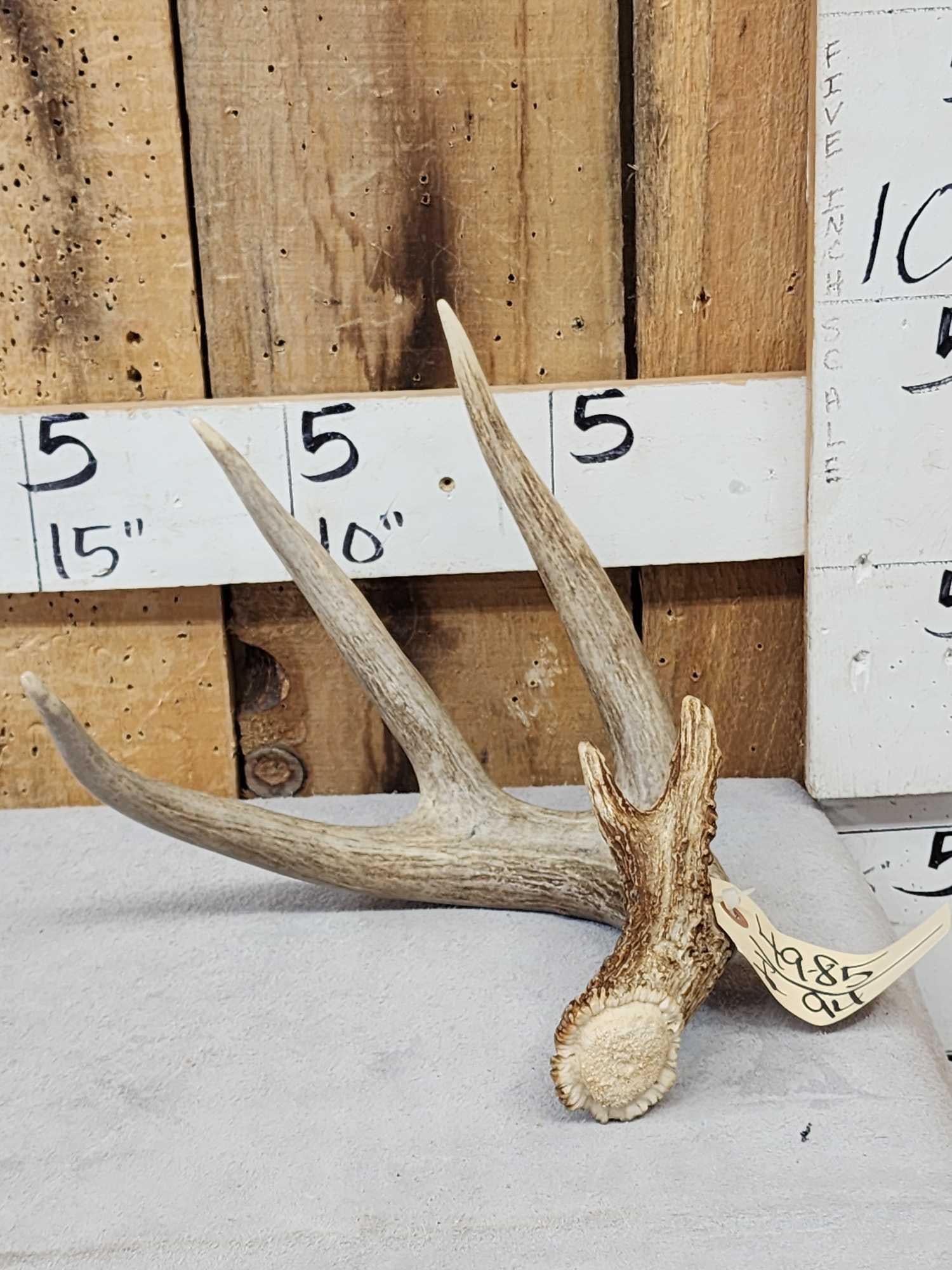 Main Frame 4 Point Wild Whitetail Shed Antler: 49.85 Great color split brow good mass