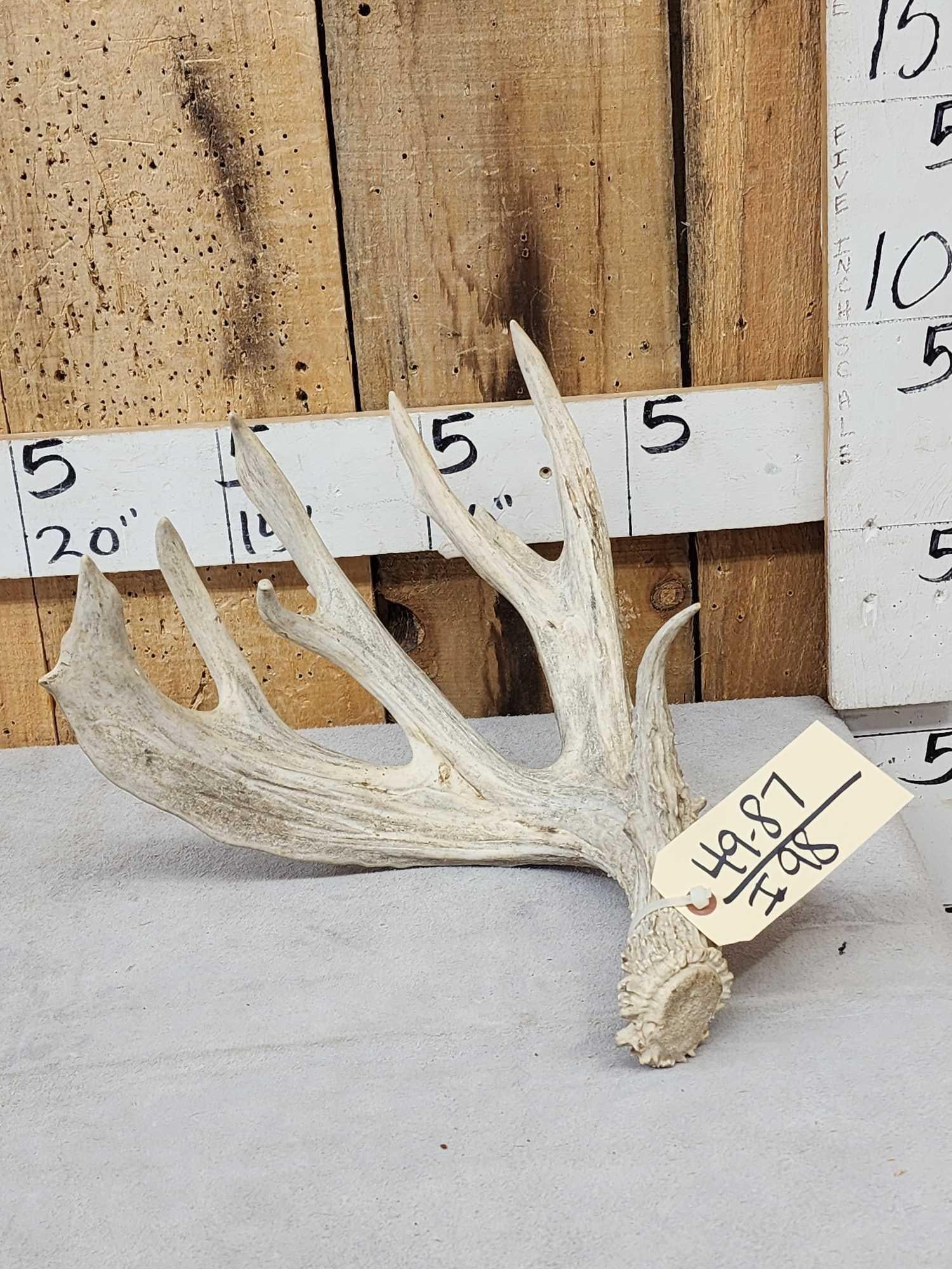 Heavy Mass Main Frame 5 Point Whitetail Shed Antler (1 of 4)