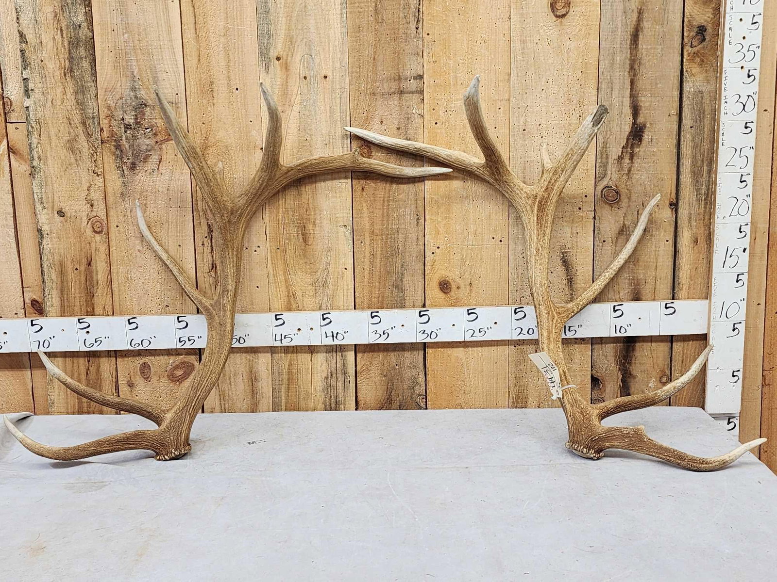 Set Of 17.7 Lbs Elk Shed Antlers: 49.31 Good color great for crafts or decor