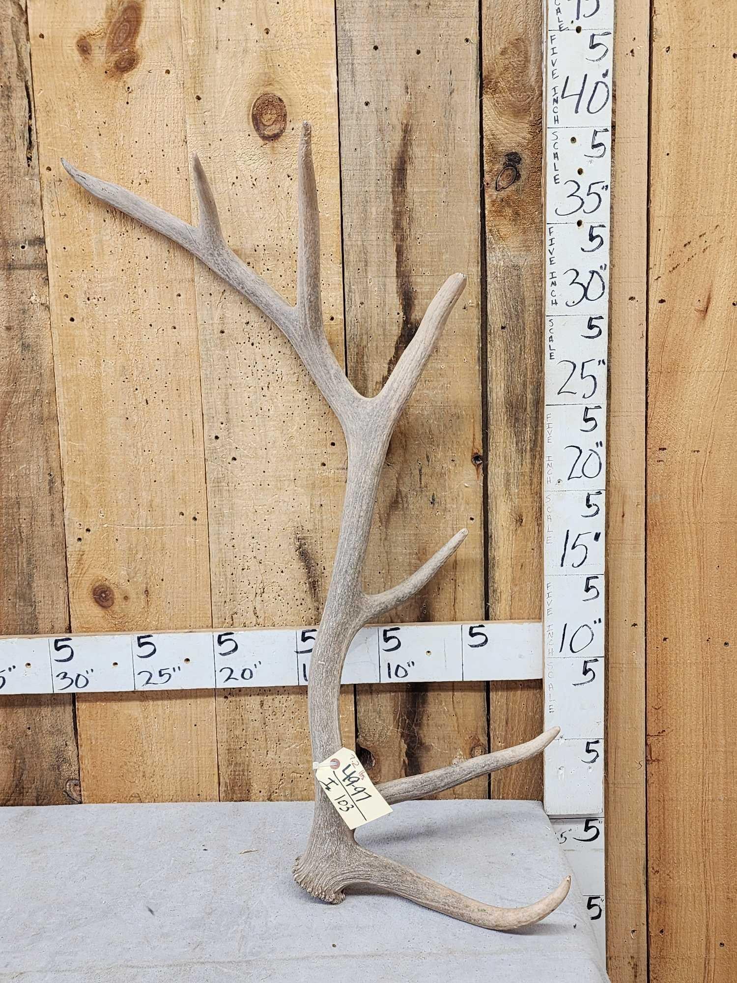 7.2 Lbs Elk Shed Antler: 49.97 Great for crafts or decor