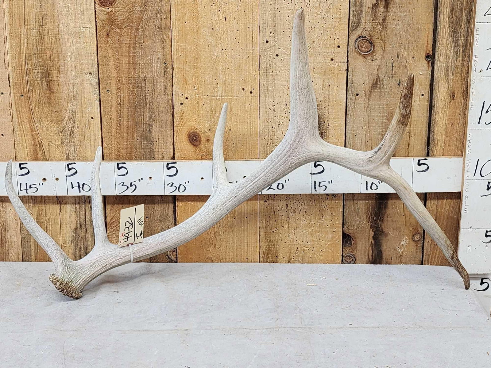 7.7 Lbs Elk Shed Antler: 49.32 Great for crafts or decor hard white