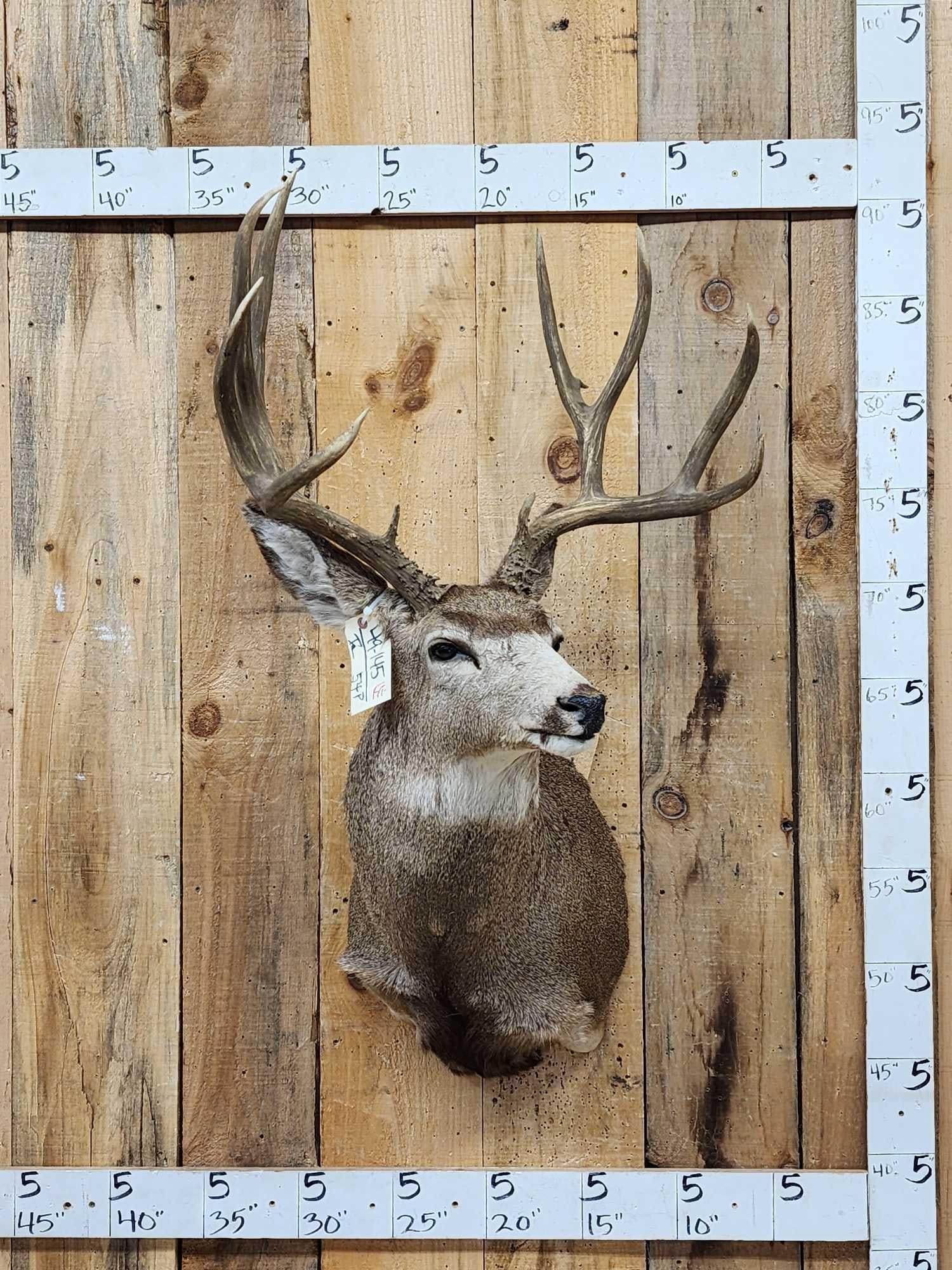 5x5 Mule Deer Shoulder Mount Taxidermy: 49.145 Solid mount color added