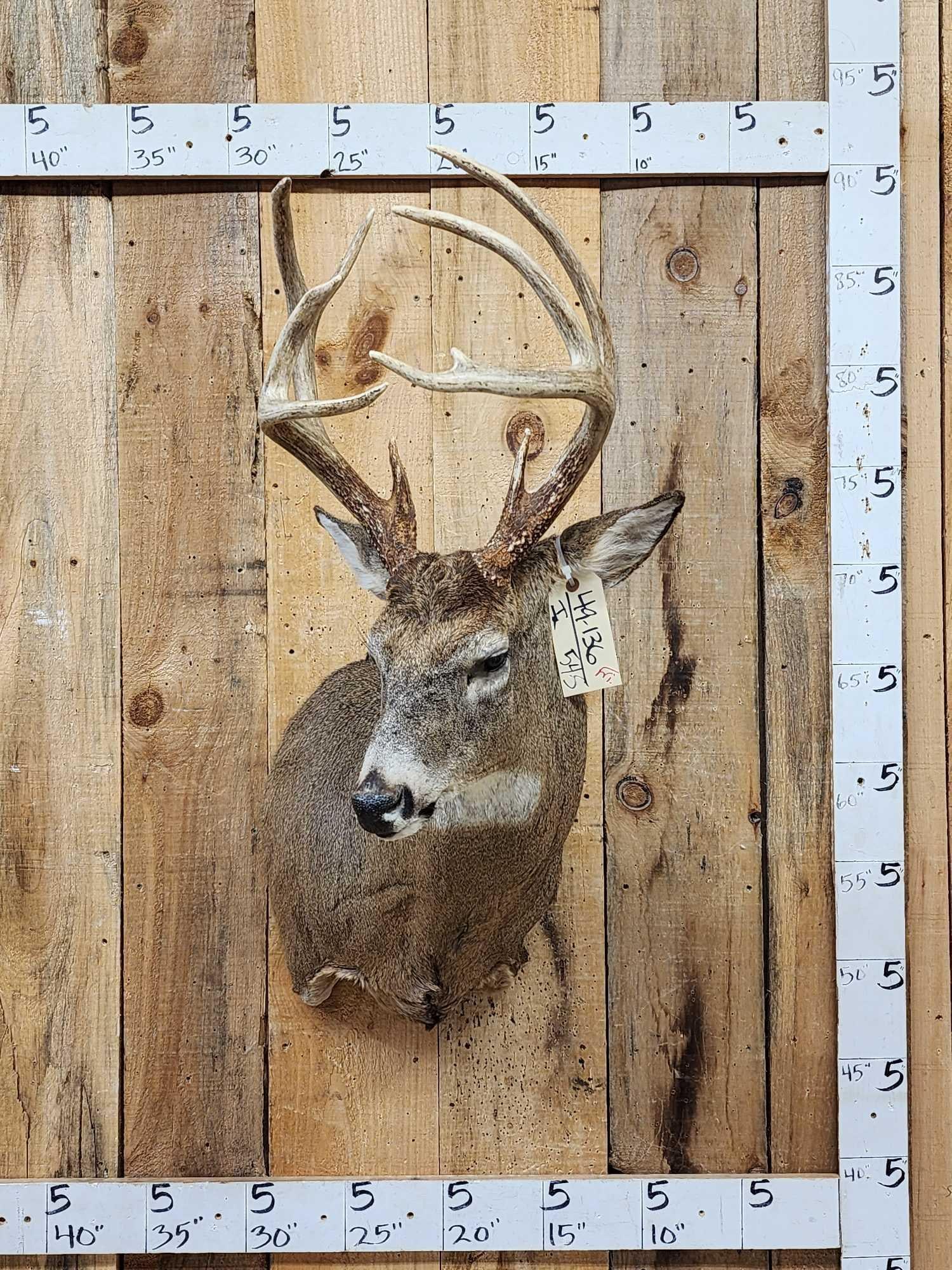 Main Frame 4x5 Whitetail Shoulder Mount Taxidermy: 49.136 Tall basket rack awesome color split g2 crossing main beams recent mount good Taxidermy Artwork