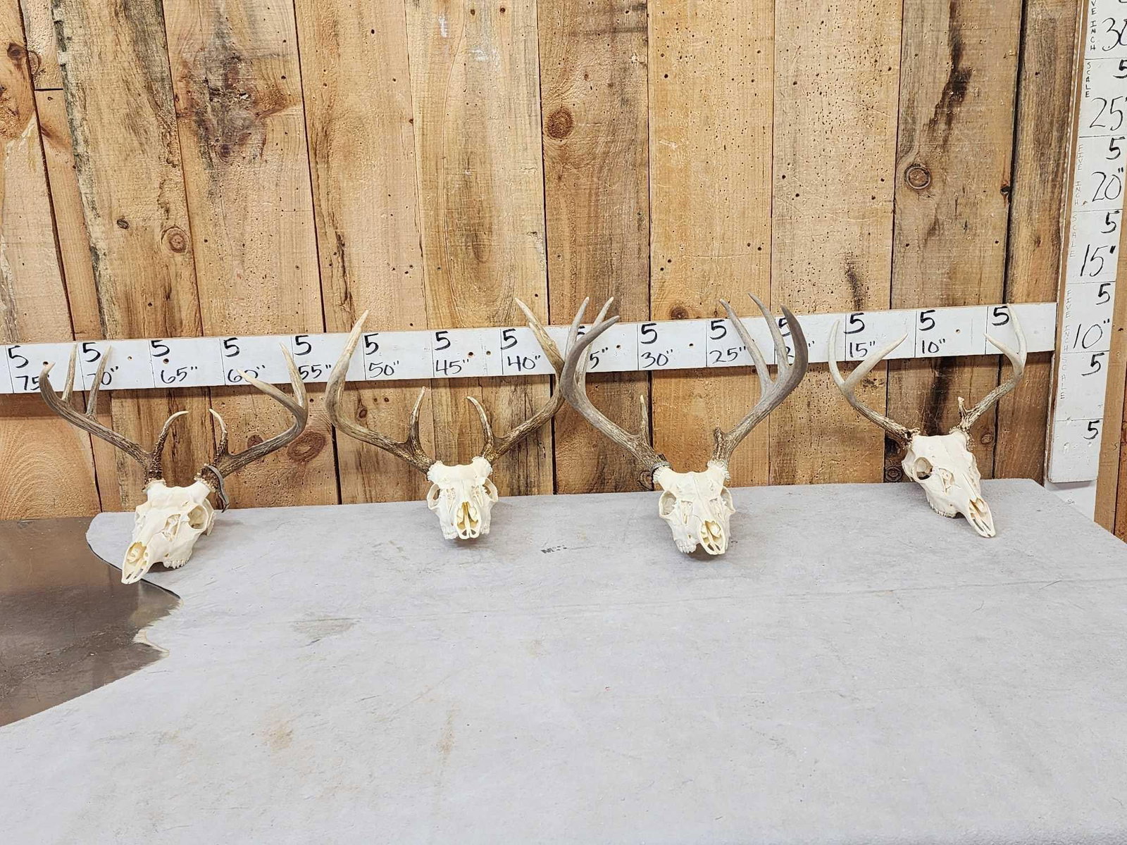4 Sets Of Whitetail Antlers On Skulls: 79.92 Great for crafts or decor Nicely done skulls