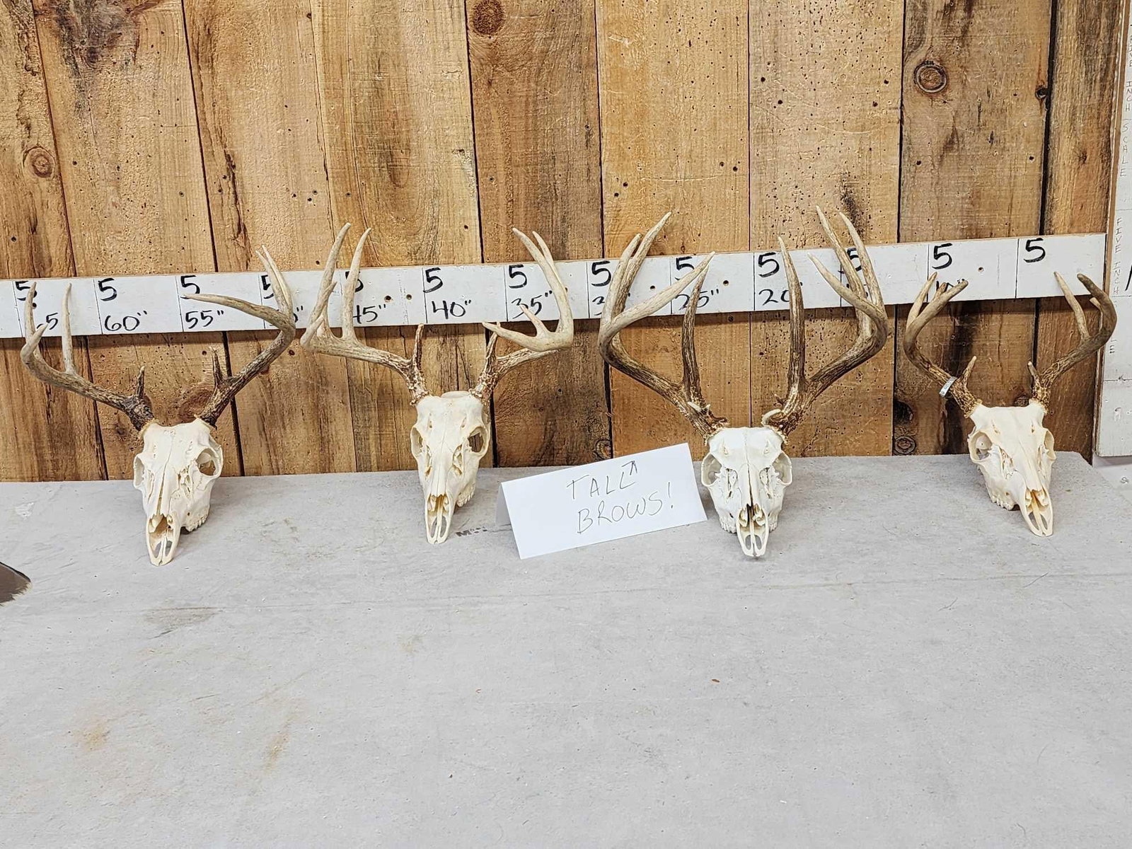4 Sets Of Whitetail Antlers On Skulls: 79.90 Great for crafts or decor Nicely done skulls