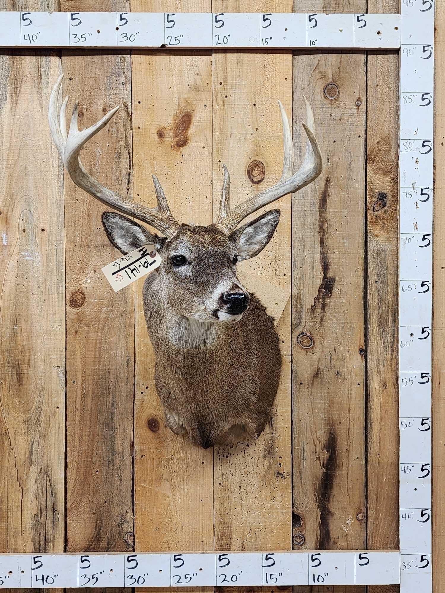 4x4 Whitetail Shoulder Mount Taxidermy (1 of 4)