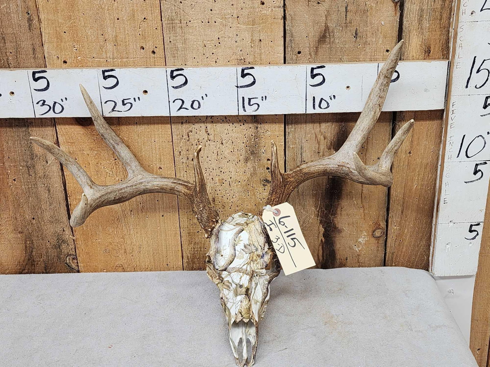 4x4 Whitetail Antlers On Reproduction Skull (1 of 5)