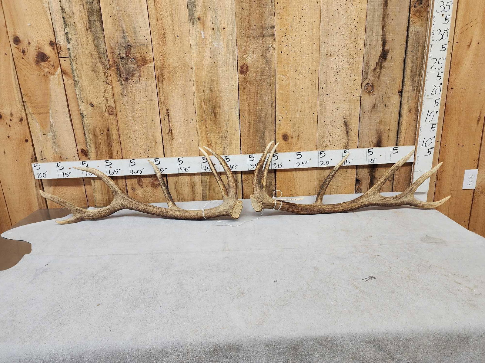 Set Of 6x6 Elk Shed Antlers: 104.3 Good color great for crafts or decor 13.7 Lbs