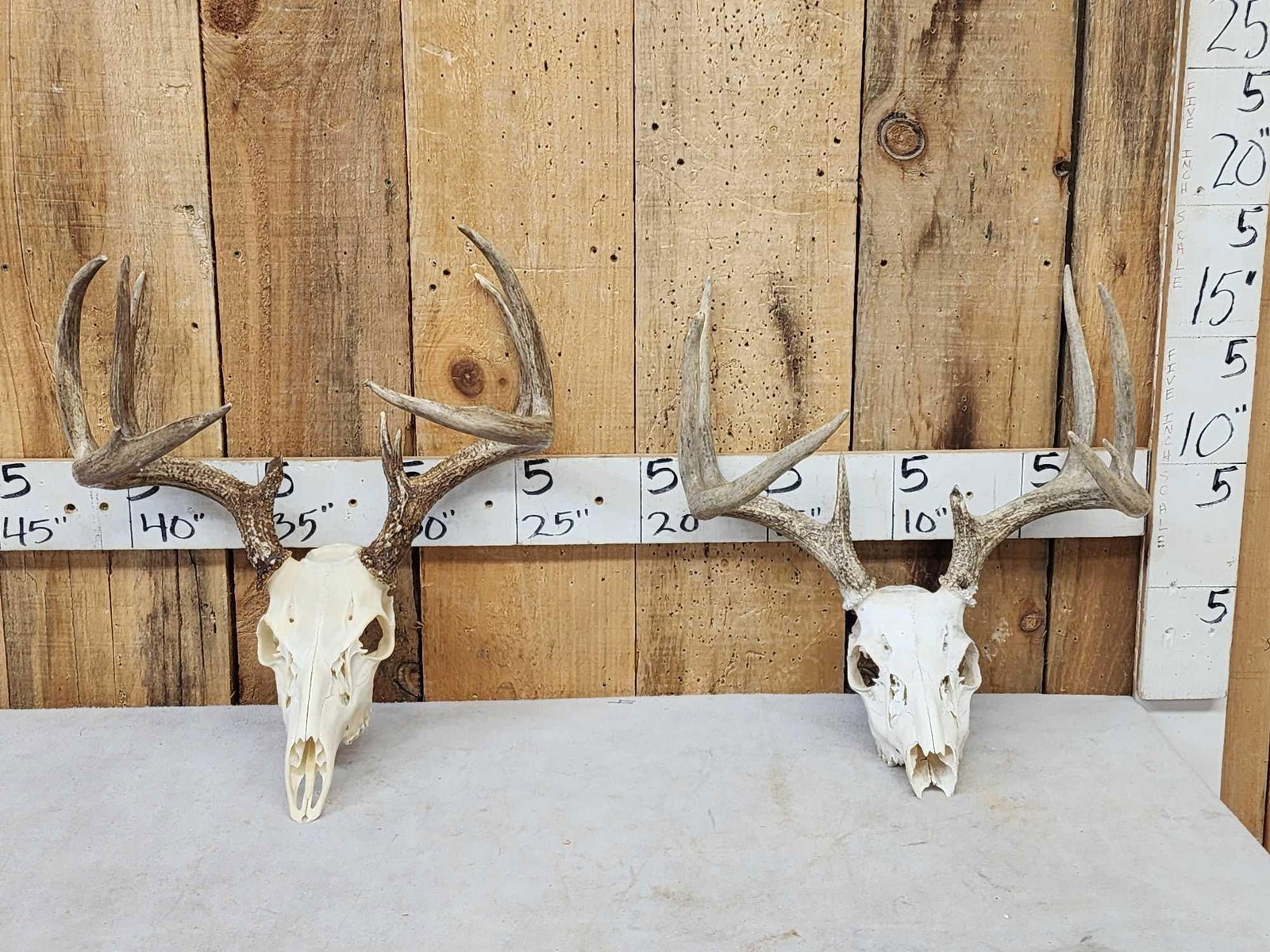 2 Sets Of Whitetail Antlers On Skulls: 105.7 Good color great for crafts or decor