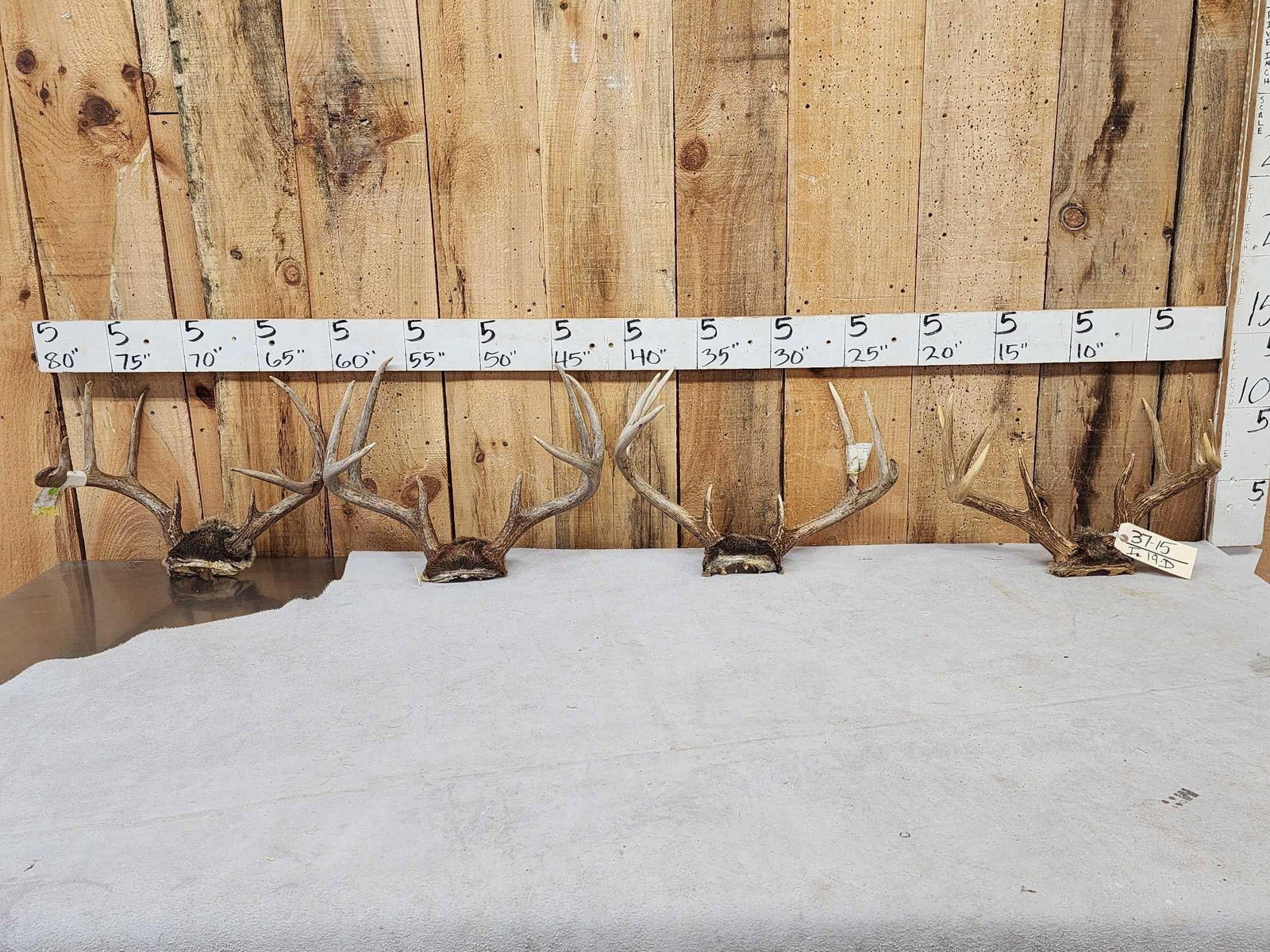 4 Sets Of Whitetail Antlers On Skull Plate: 37.15 Good color great for crafts or decor