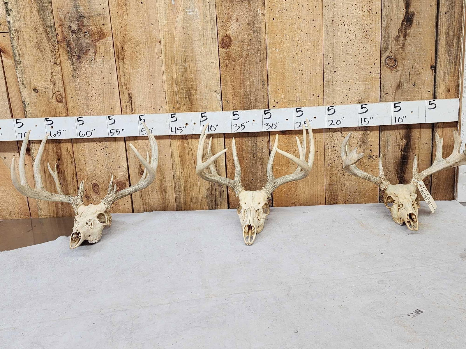 3 Sets Of Whitetail Antlers On Skulls: 37.16 Great for crafts or decor