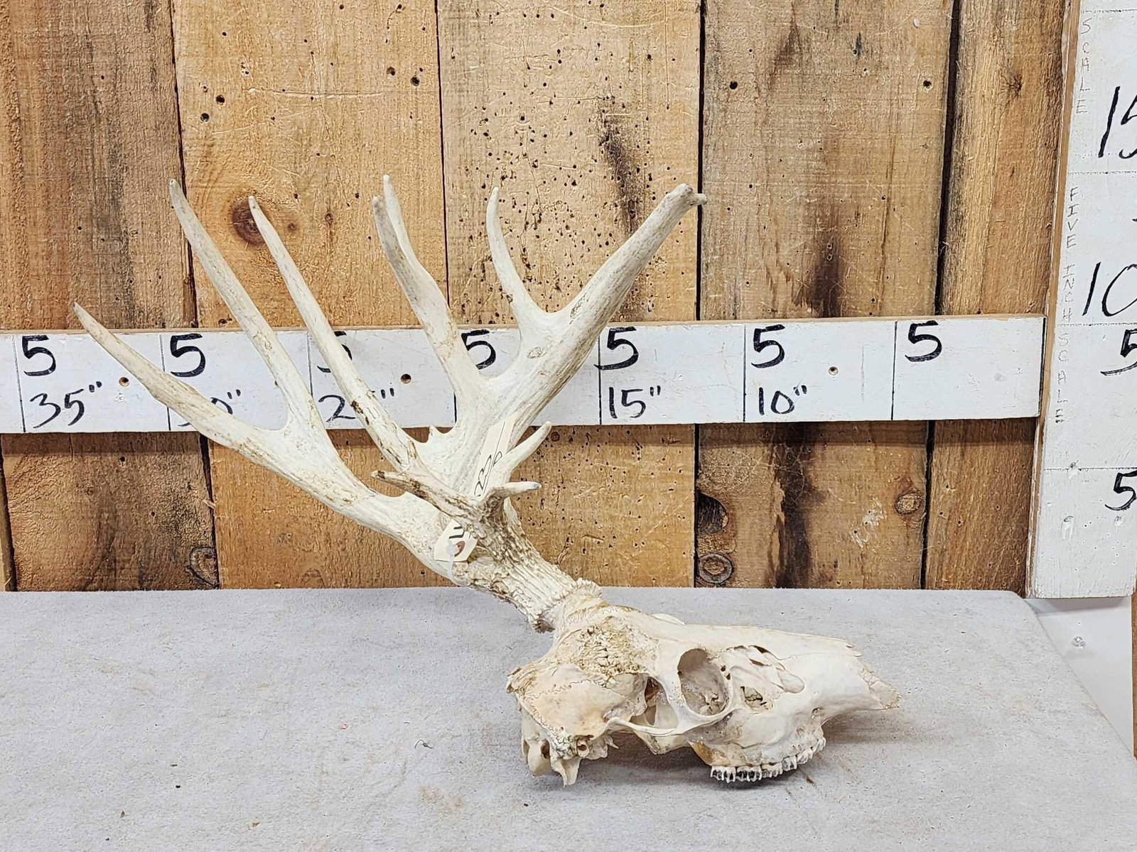 Half Shed Whitetail Skull: 49.123 Neat piece