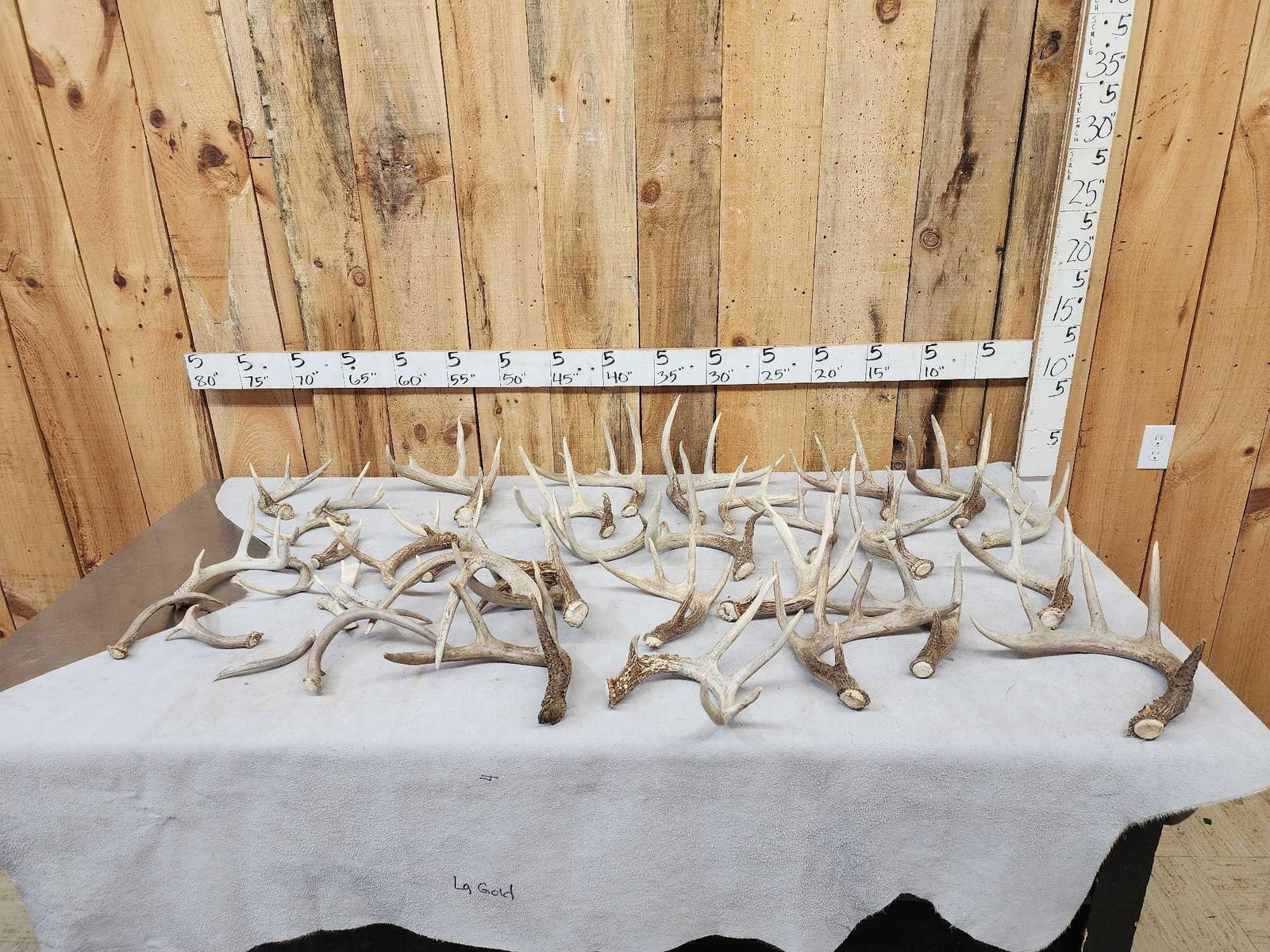 26.2 Lbs Of Whitetail Shed Antlers (1 of 9)