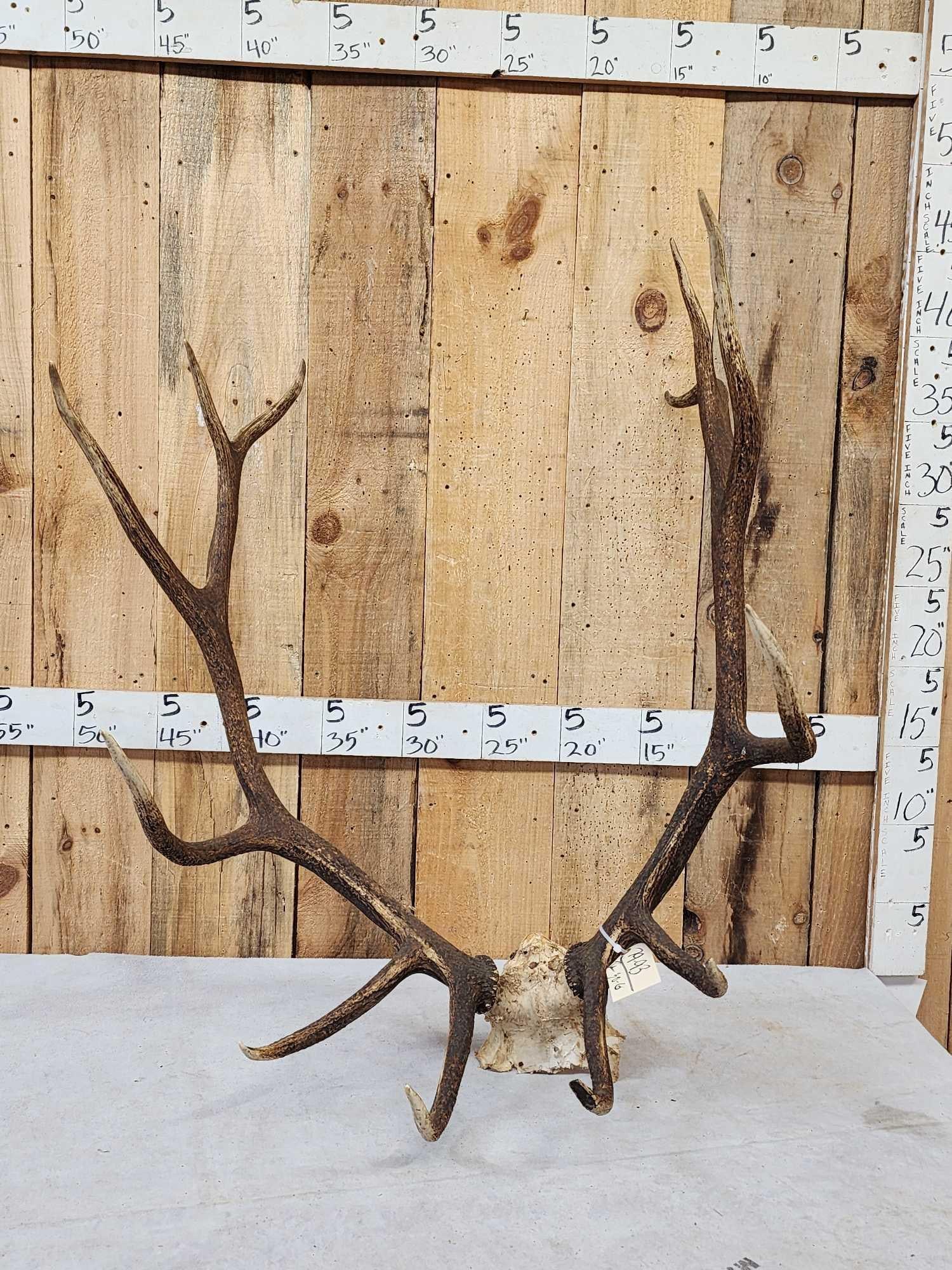 6x6 Elk Antlers On Skull Plate: 79.93 Great color