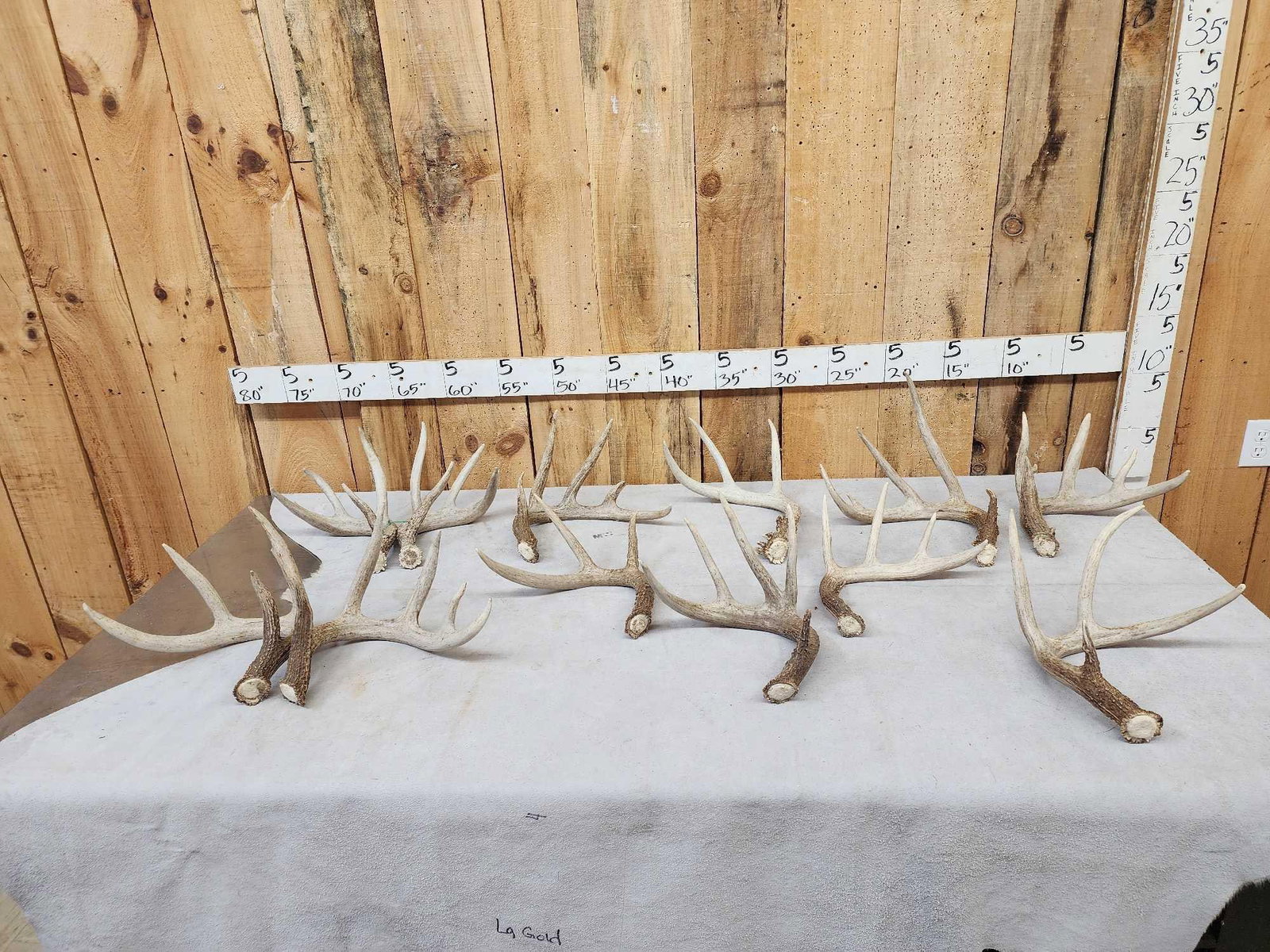 20.6 Lbs Of Whitetail Shed Antlers (1 of 7)