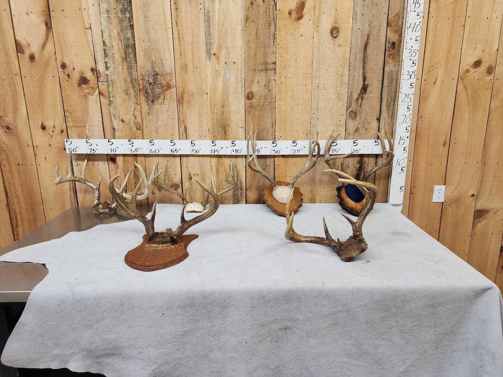 6 Sets Of Deer Antlers (1 of 8)