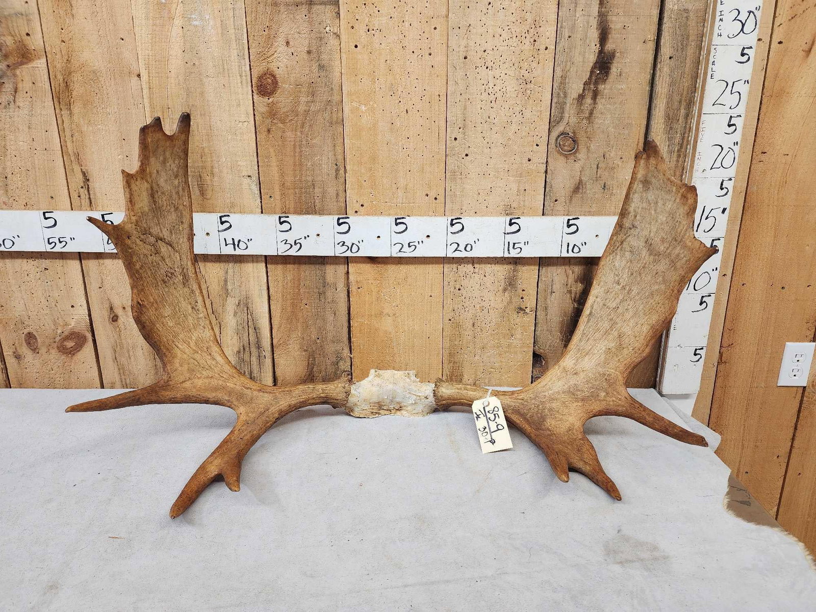 Set Of 40" Wide Moose Antlers On Skull Plate: 85.9 Great for crafts or decor
